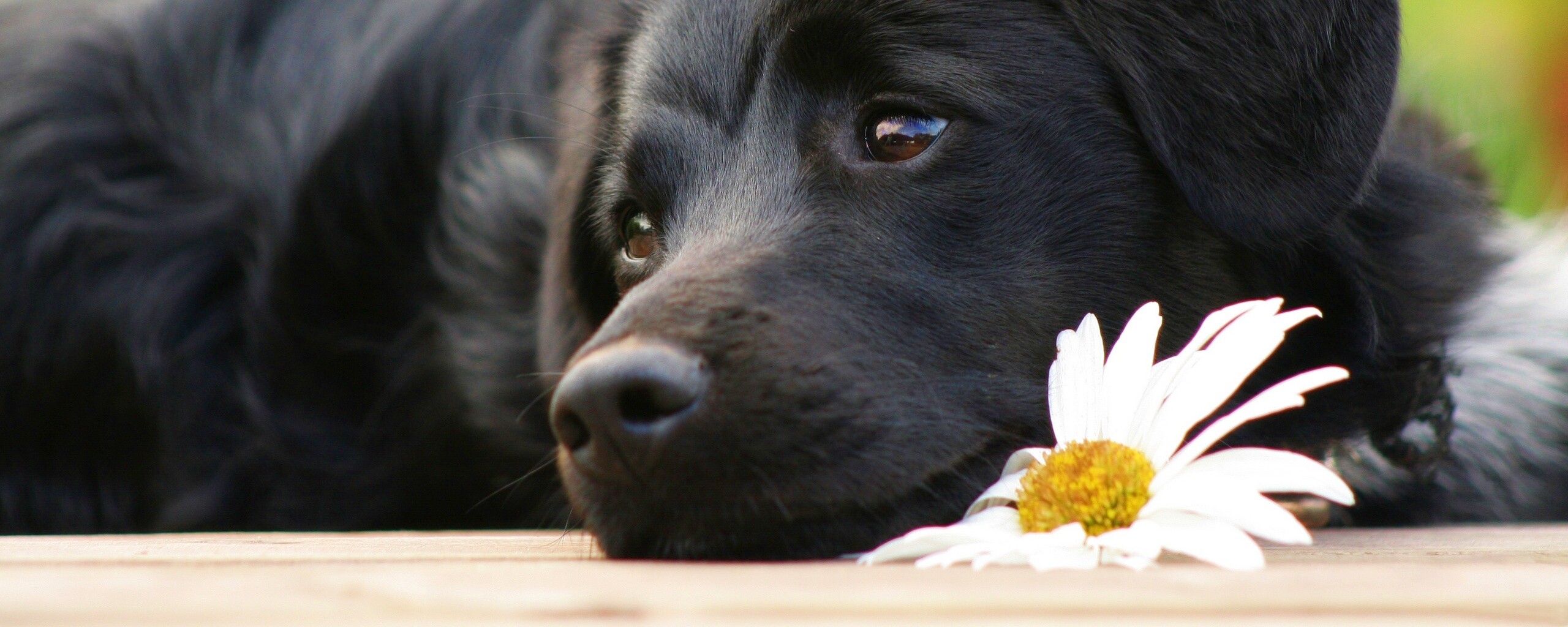 Собака с ромашкой обои