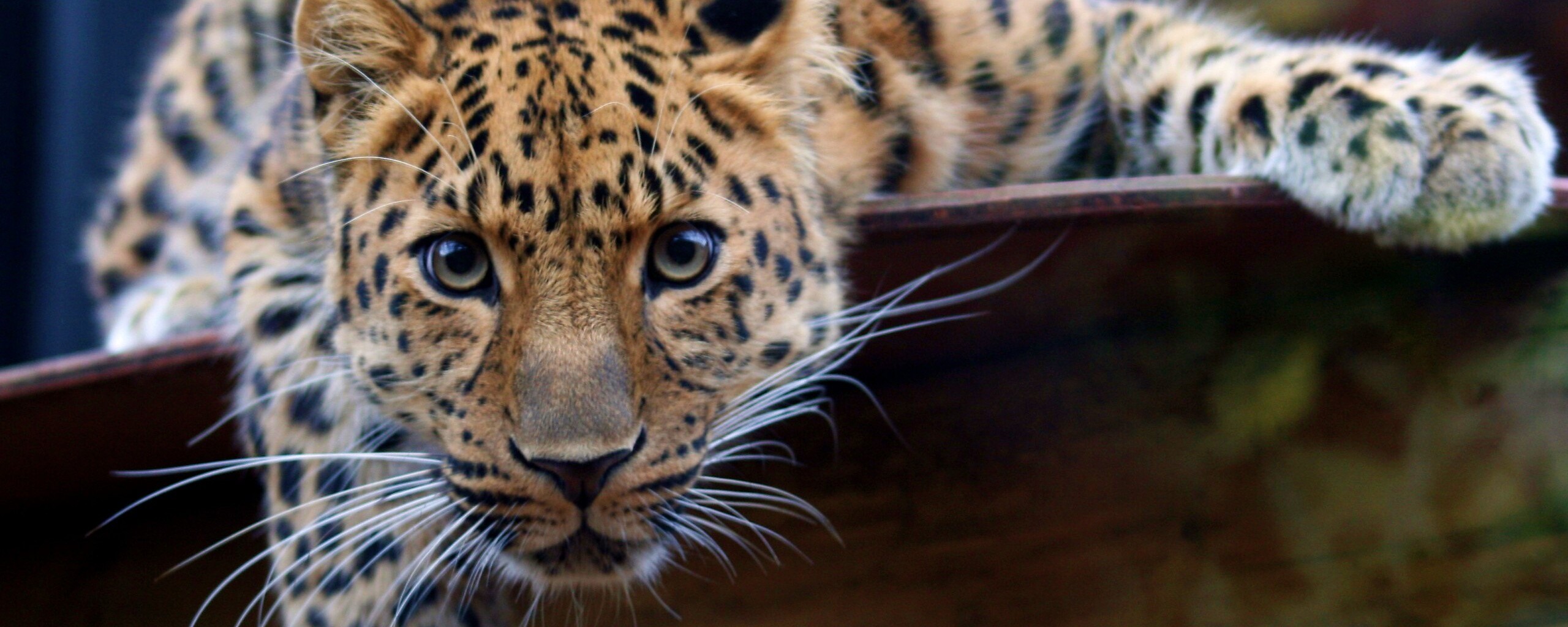 Леопард в зоопарке обои