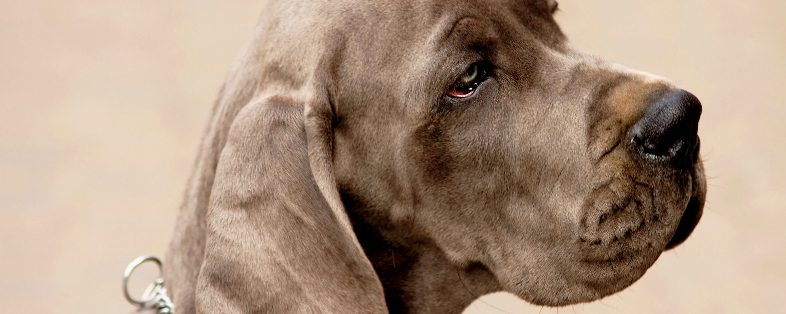 Грустная собака обои