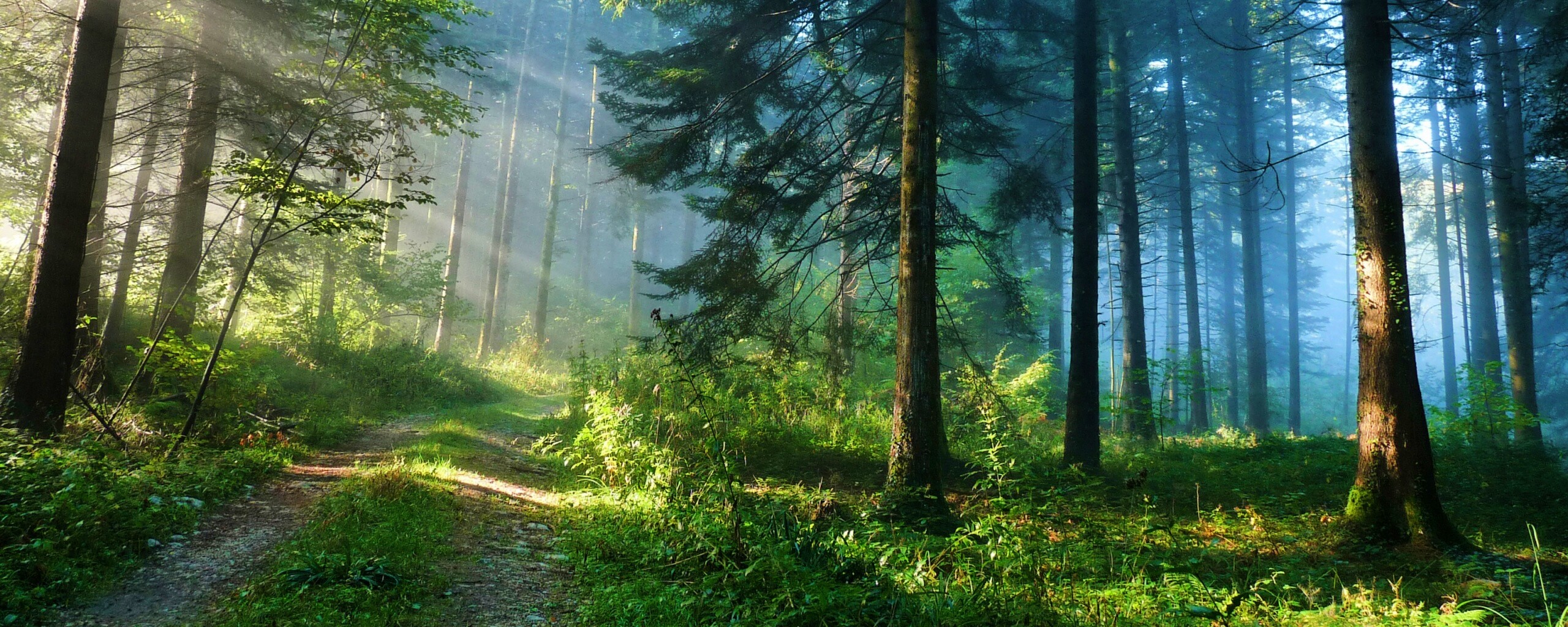 Тропа в лесу обои