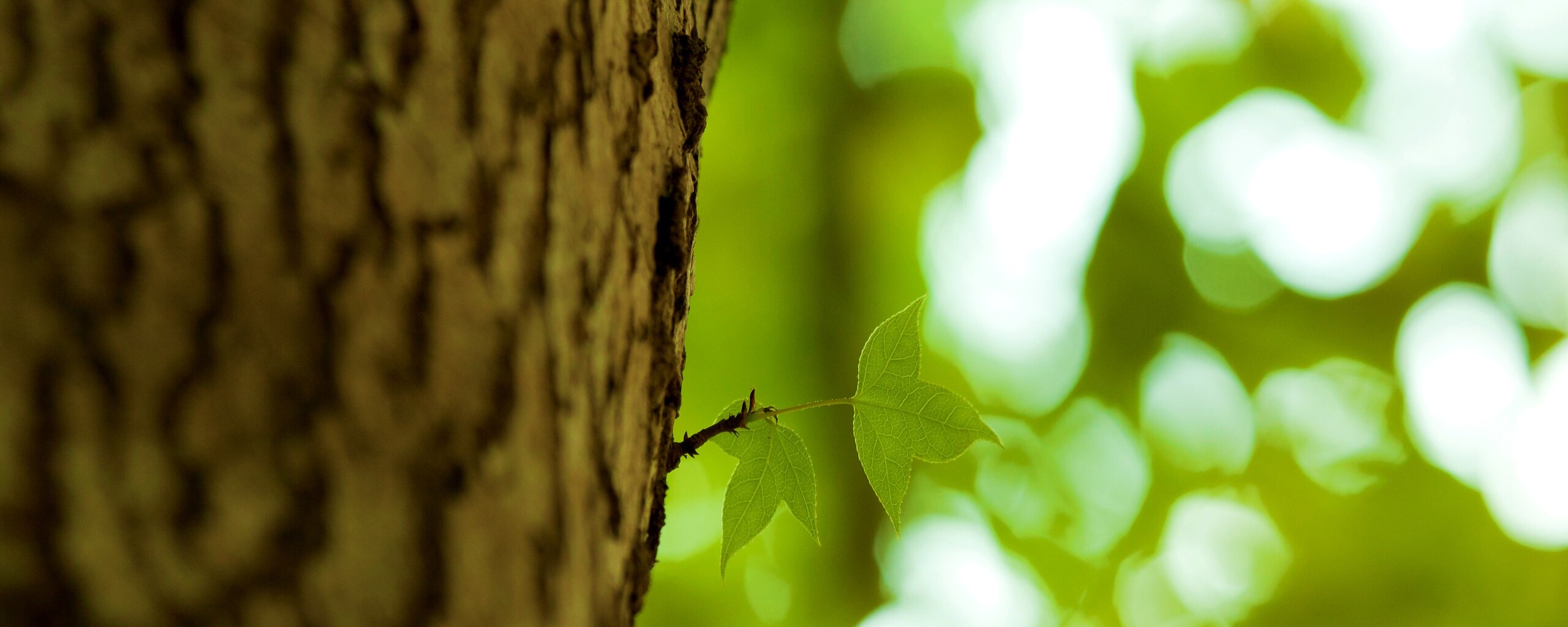 Листок на стволе дерева обои
