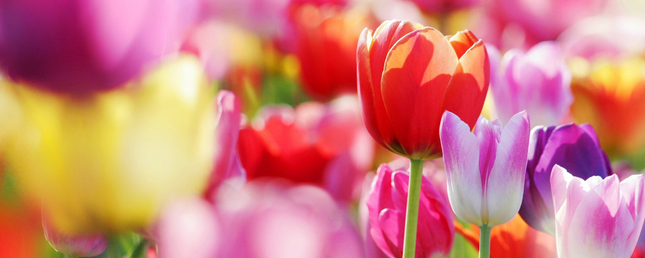 Красивые тюльпаны обои