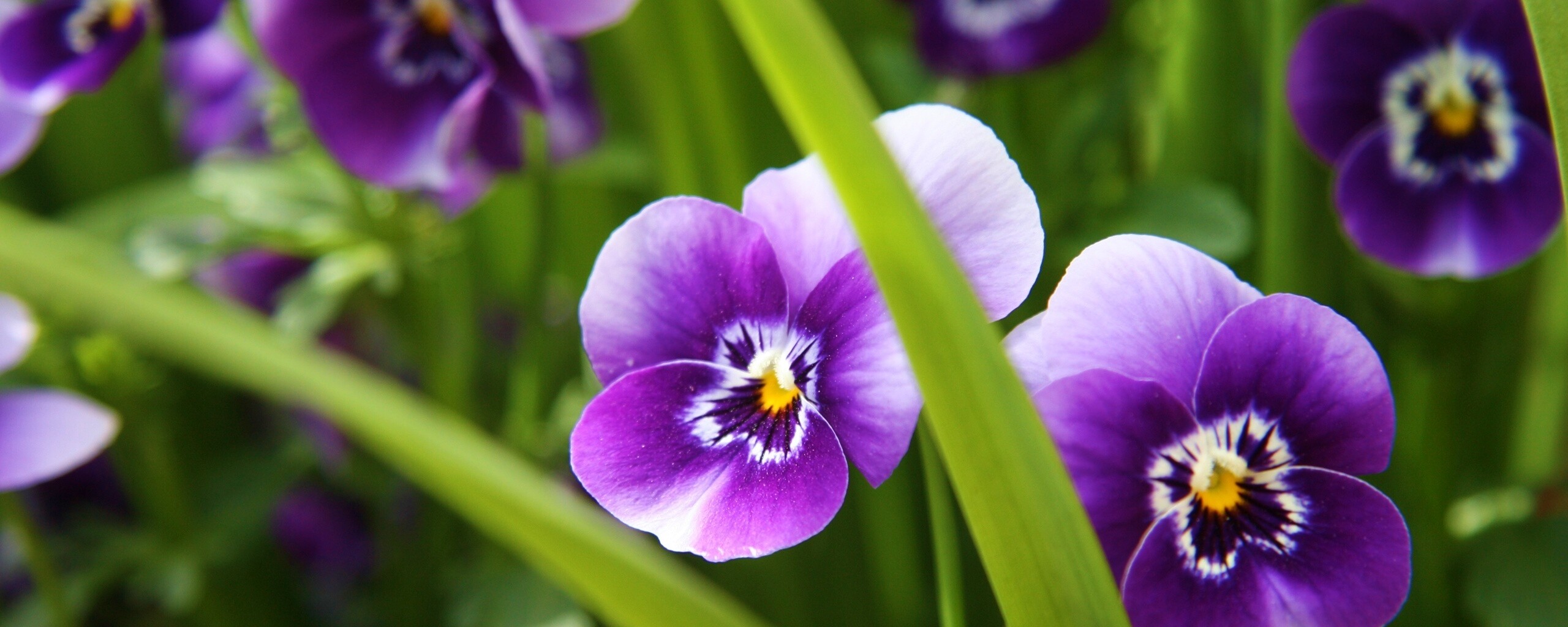 Анютины глазки обои