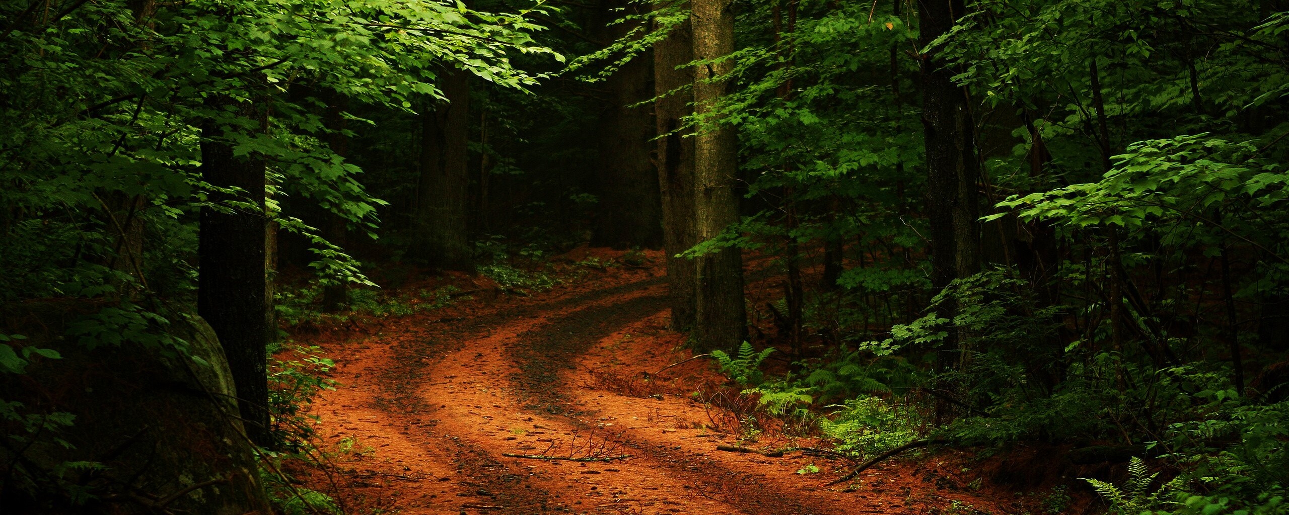 Лесная дорога обои