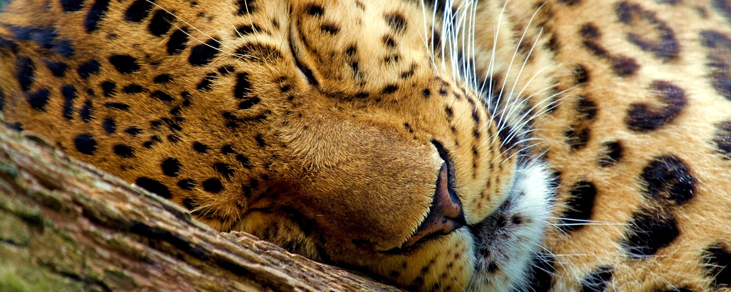 Спящий хищник обои