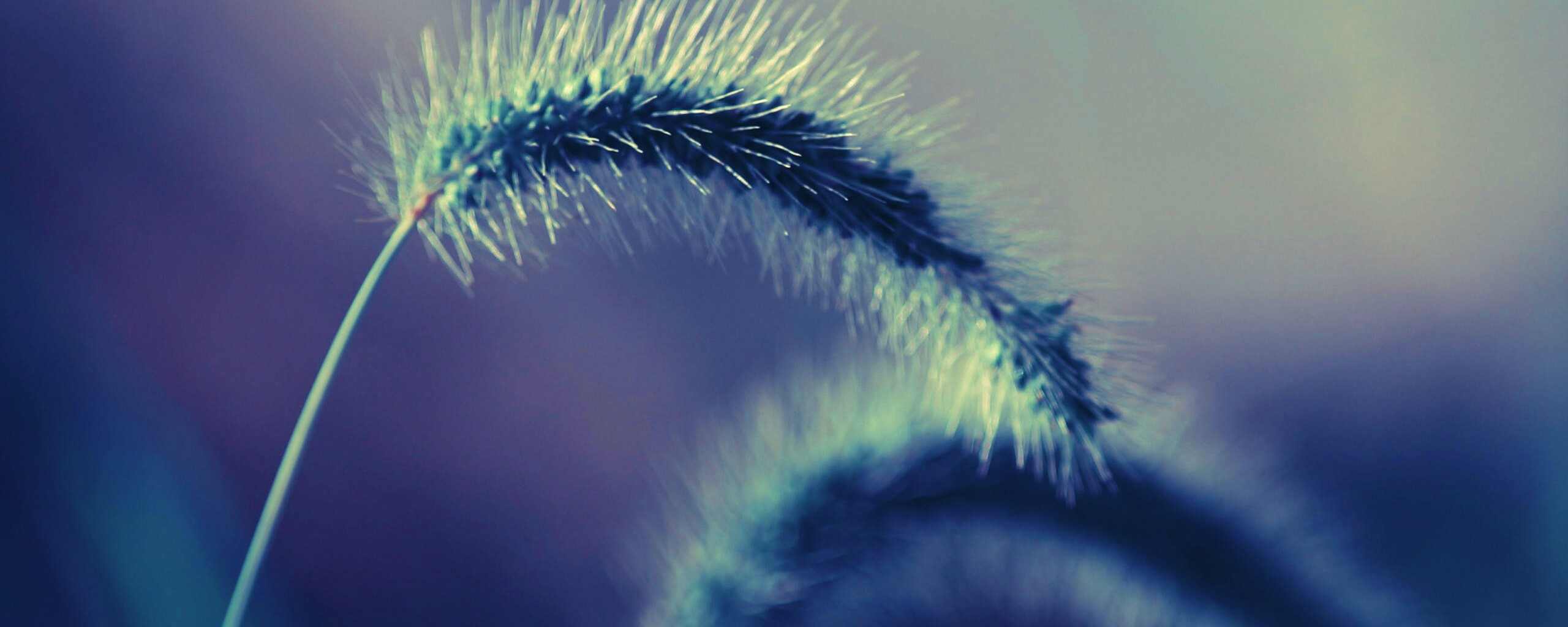 Травинка обои