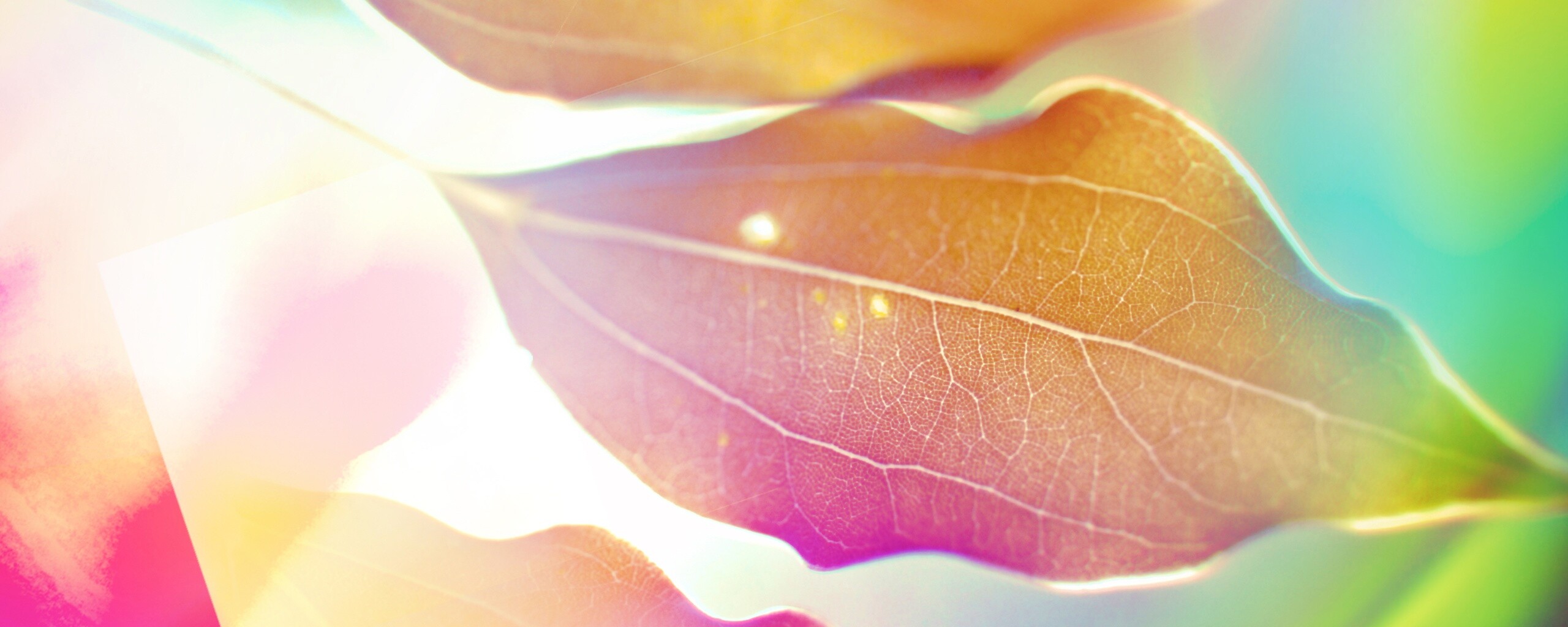 Радужные листья обои