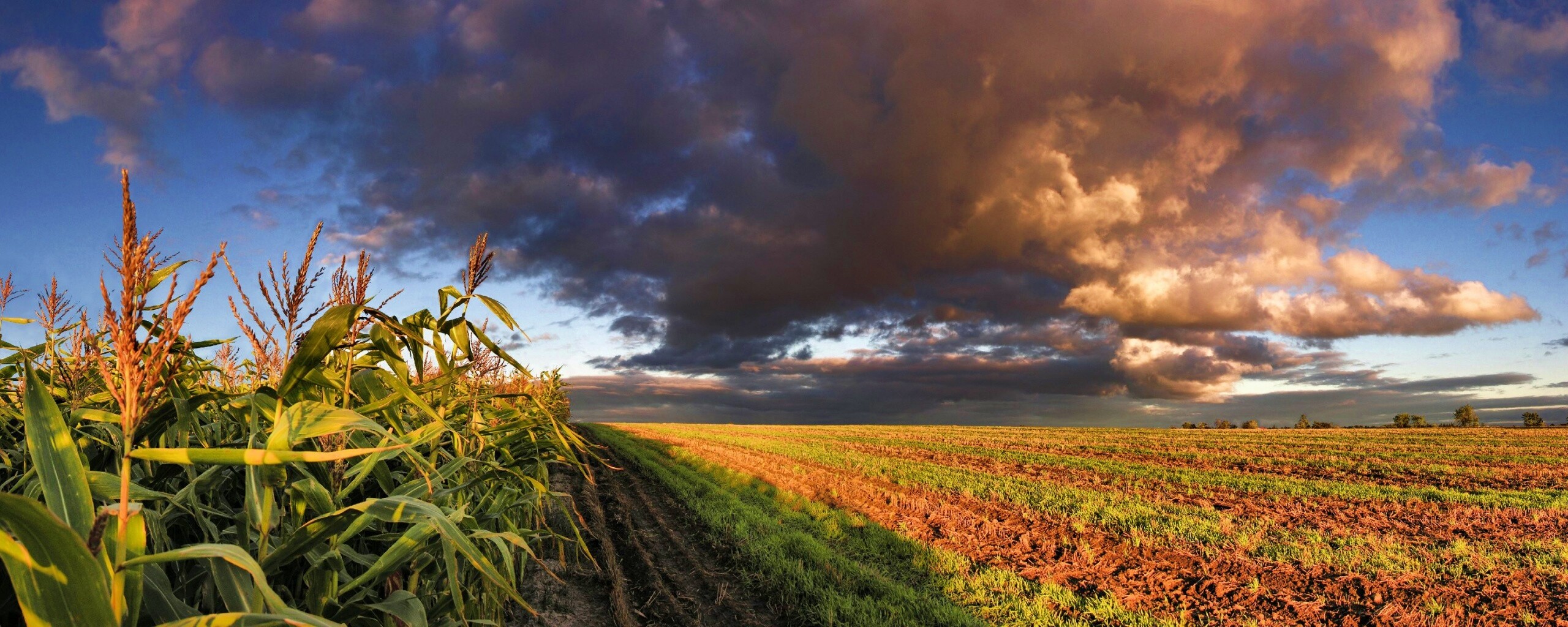 Кукурузное поле обои