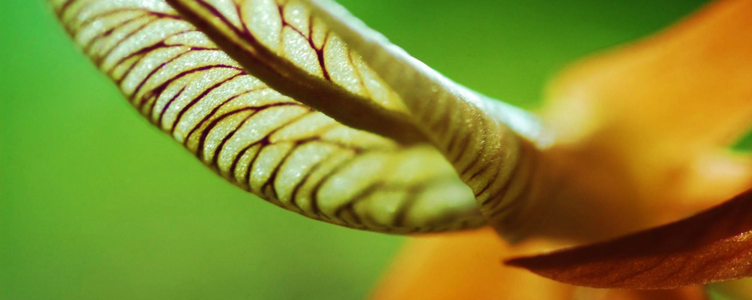 Сетчатый лист обои