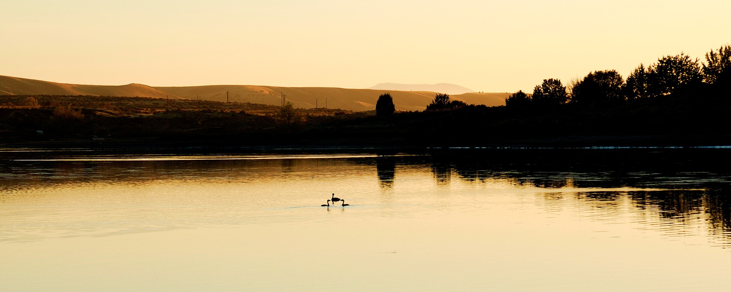 Утиное озеро обои