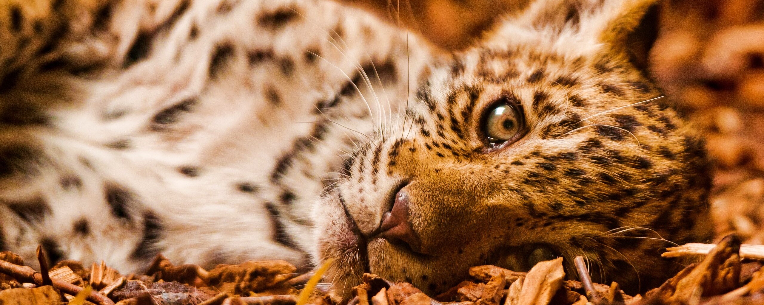 Гепард котенок обои