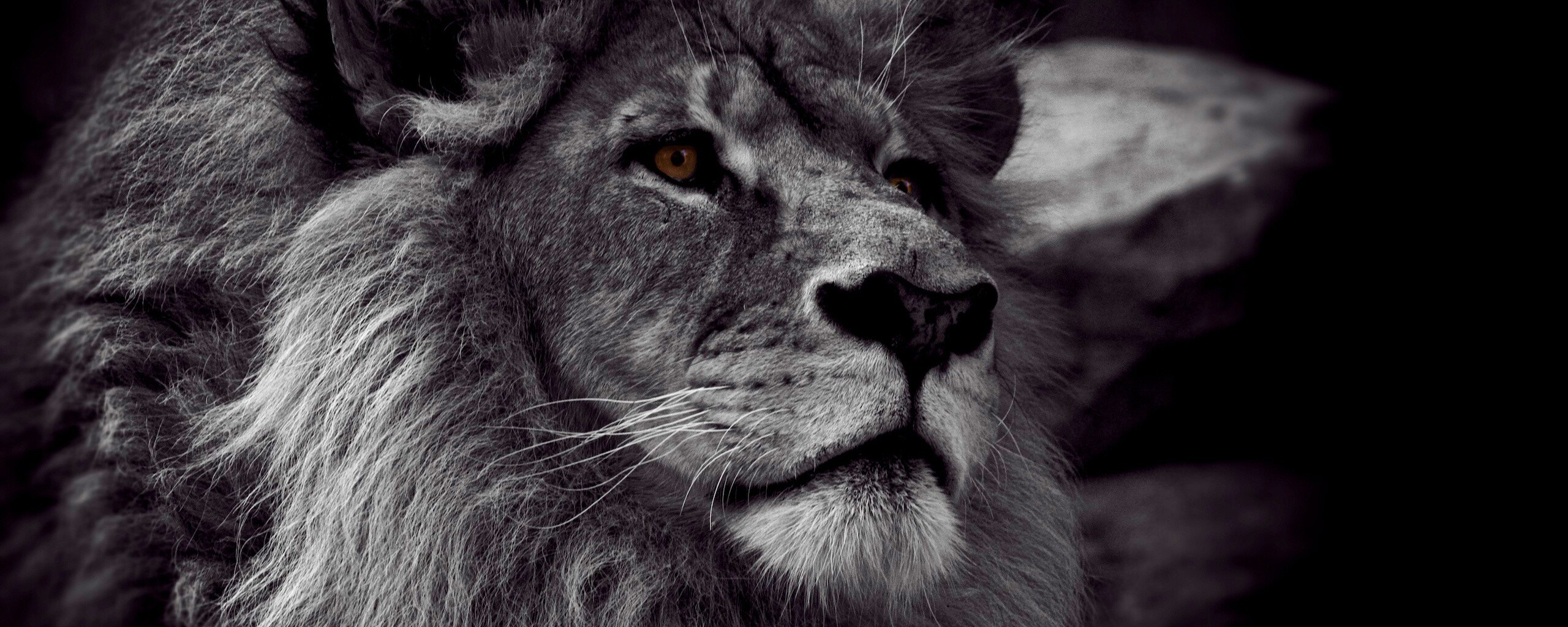 Гордый черно-белый лев обои