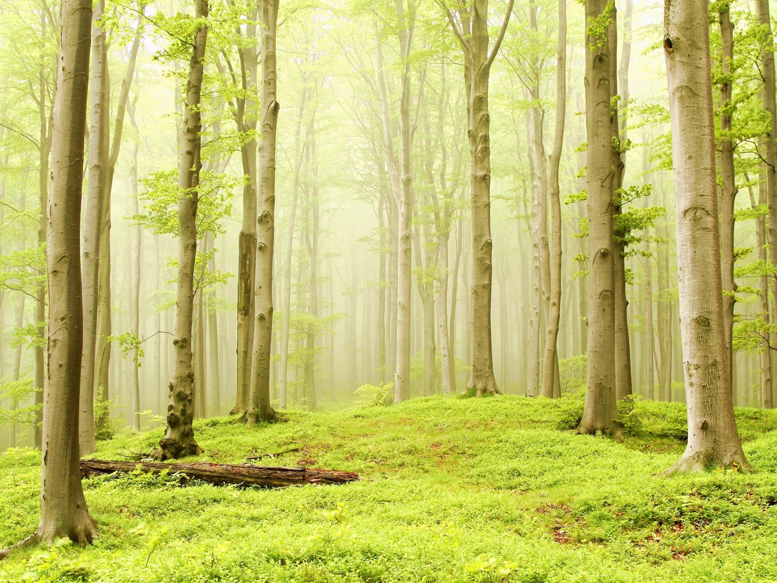 Опушка осинового леса обои