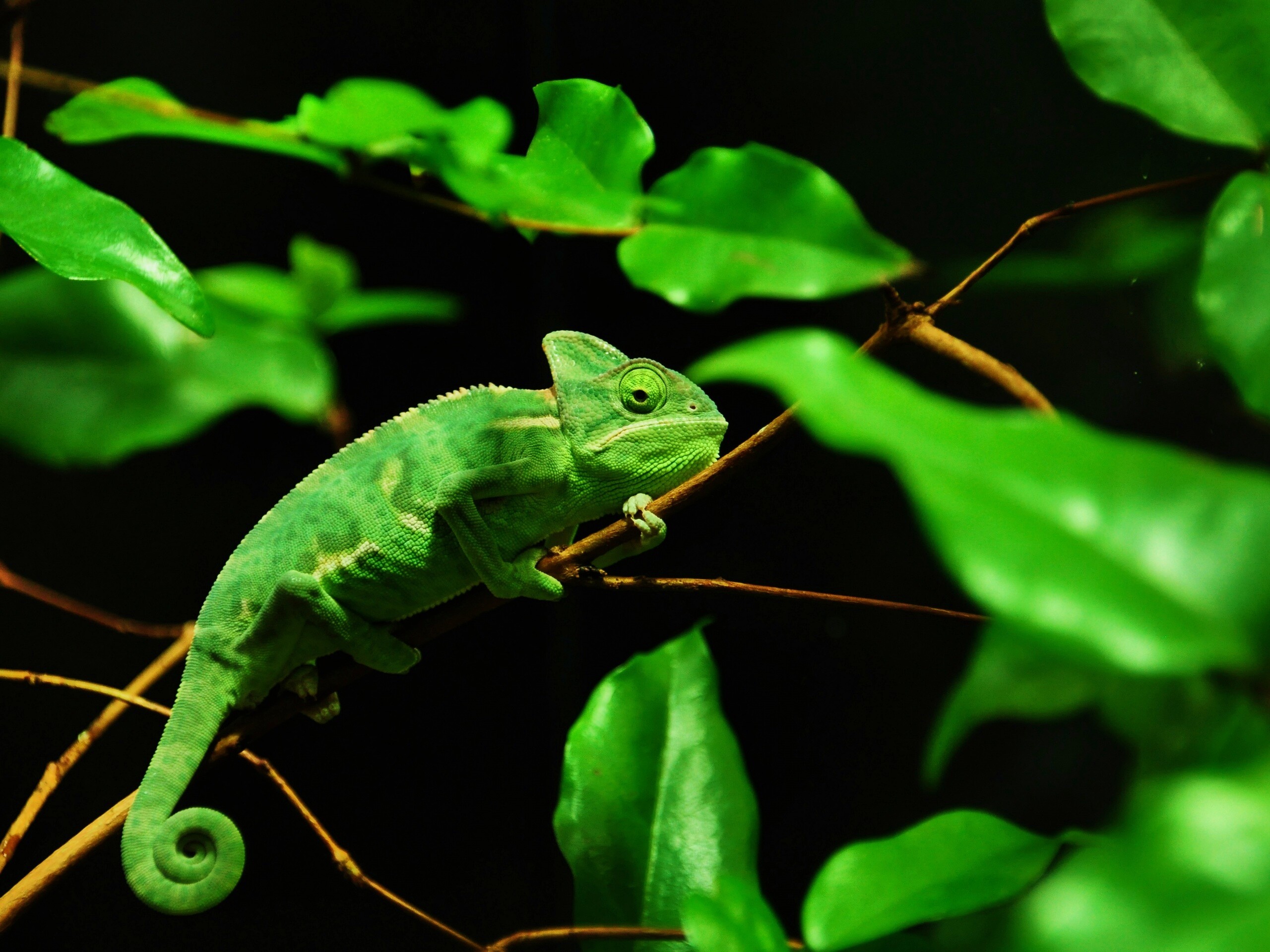 Хамелеон в листве обои