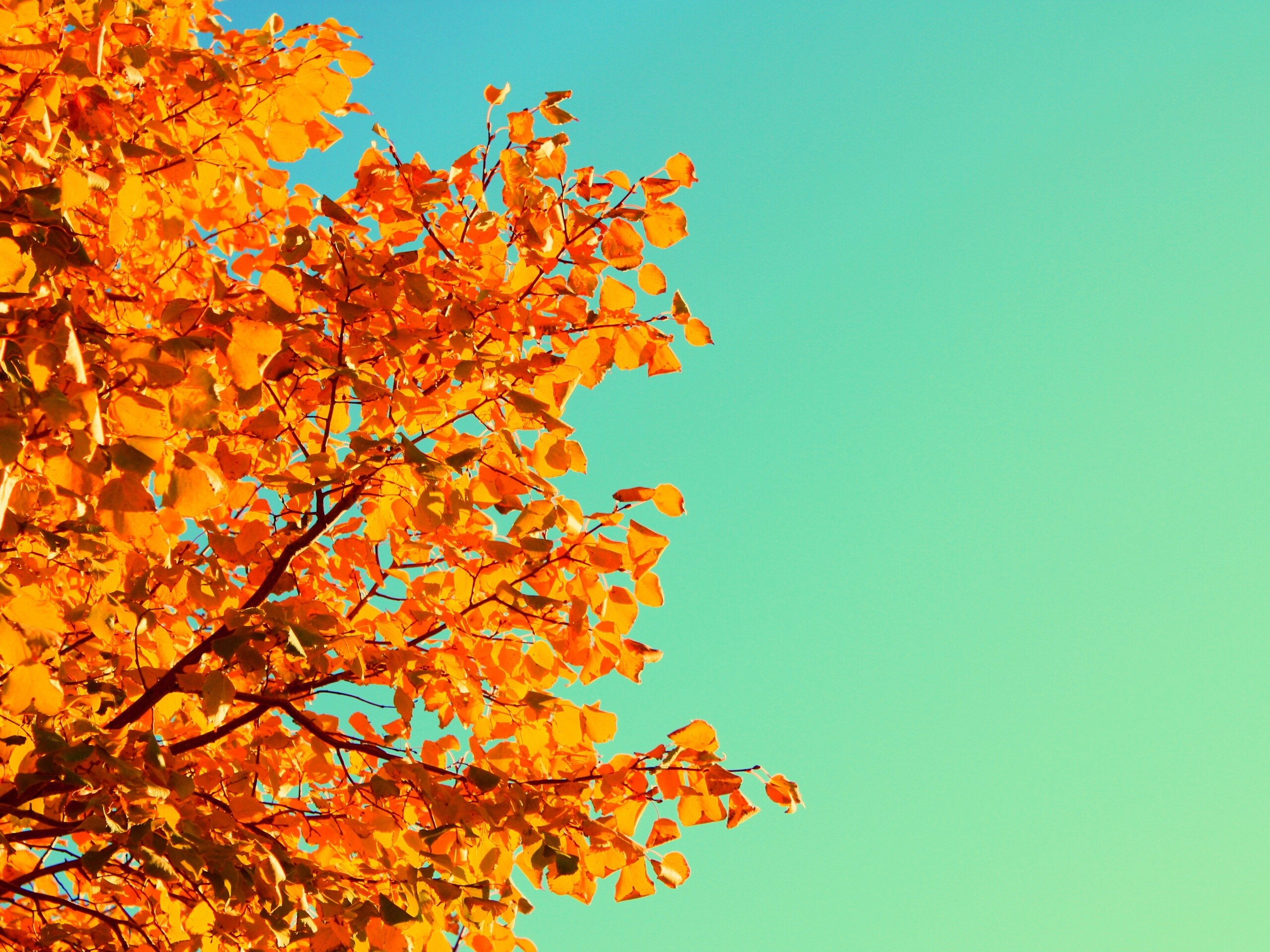 Ветви с пожелтевшими листьями на фоне неба обои