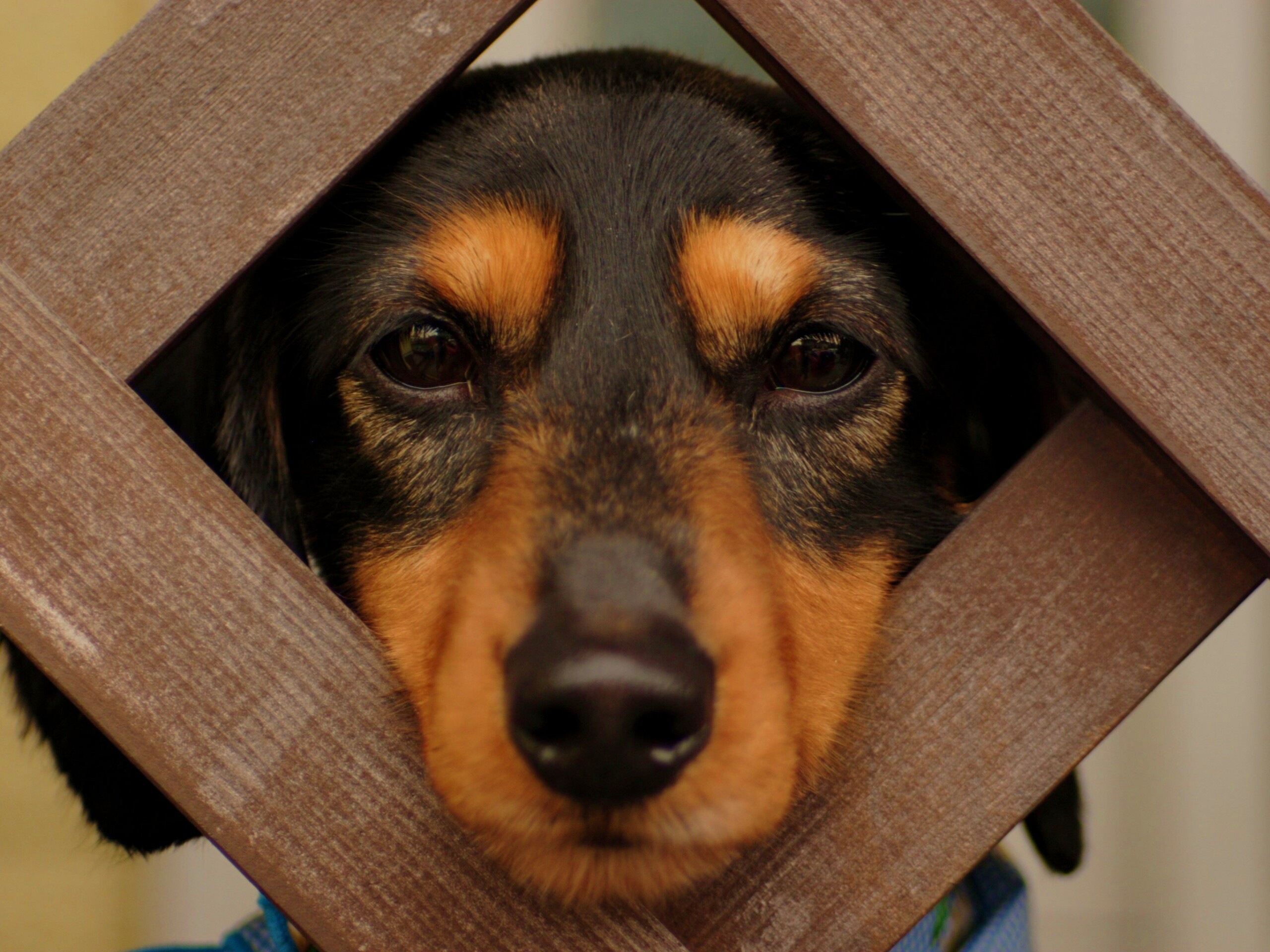 Мордочка в заборе обои