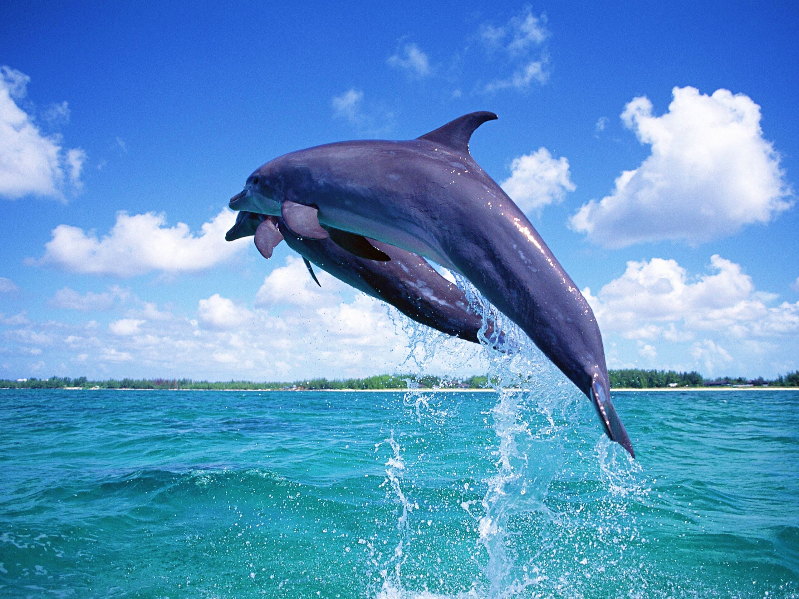 Дельфины обои