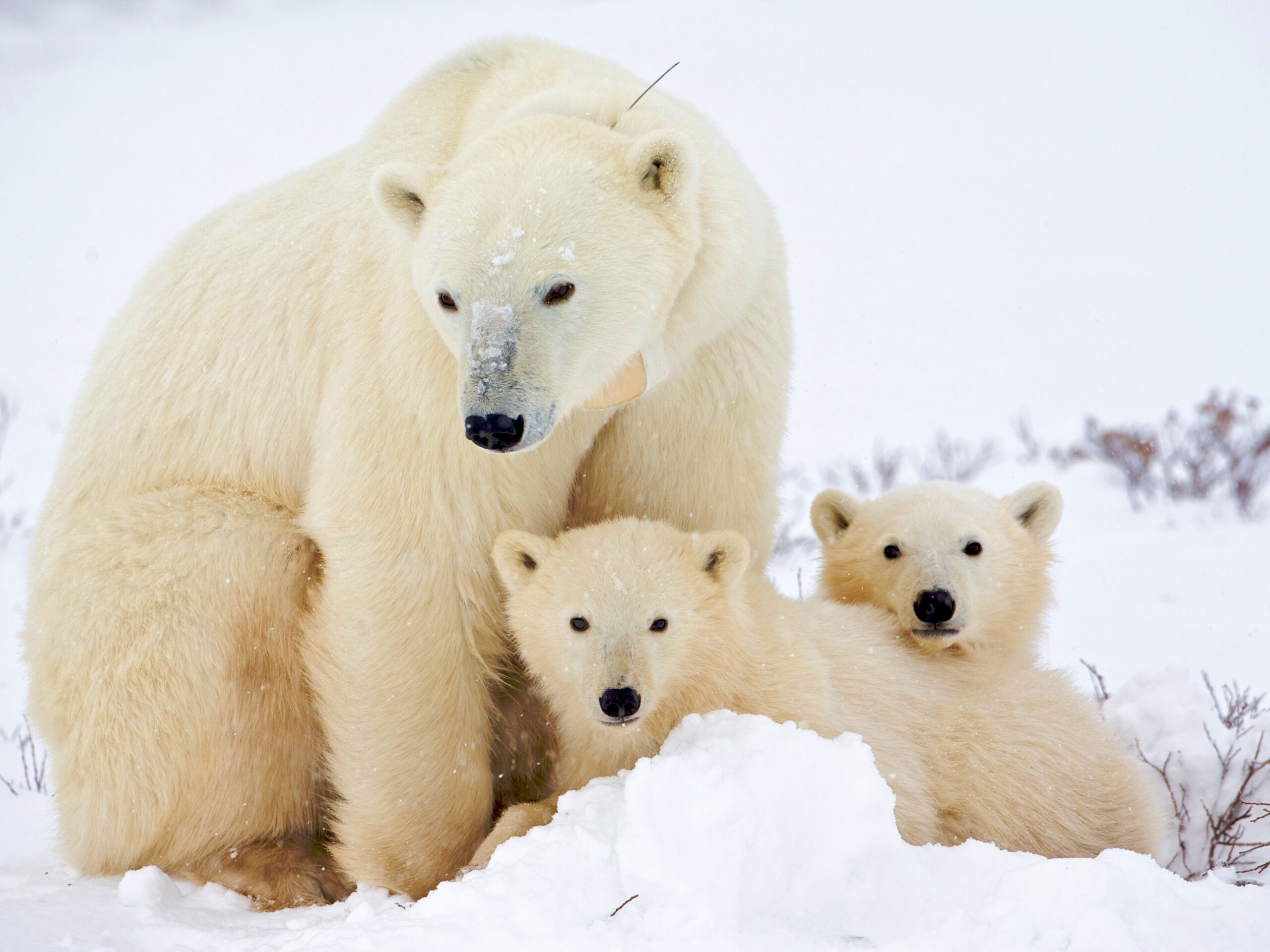 Белые медведи обои