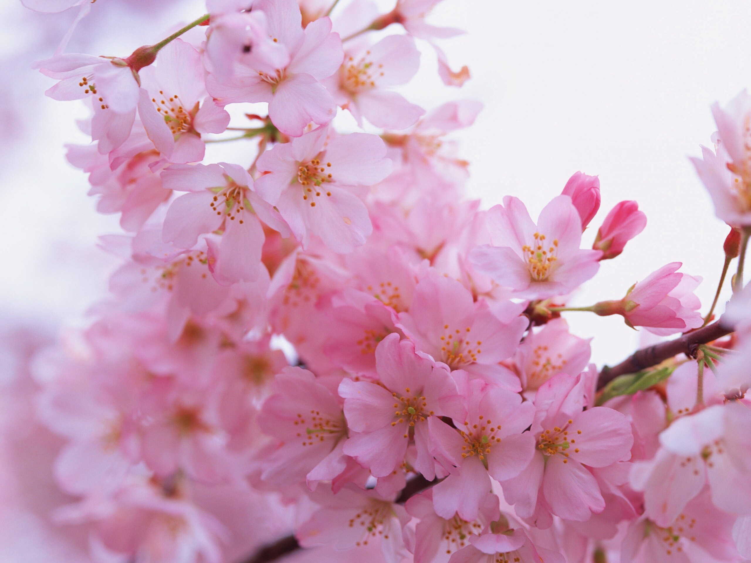 Цветение вишни обои