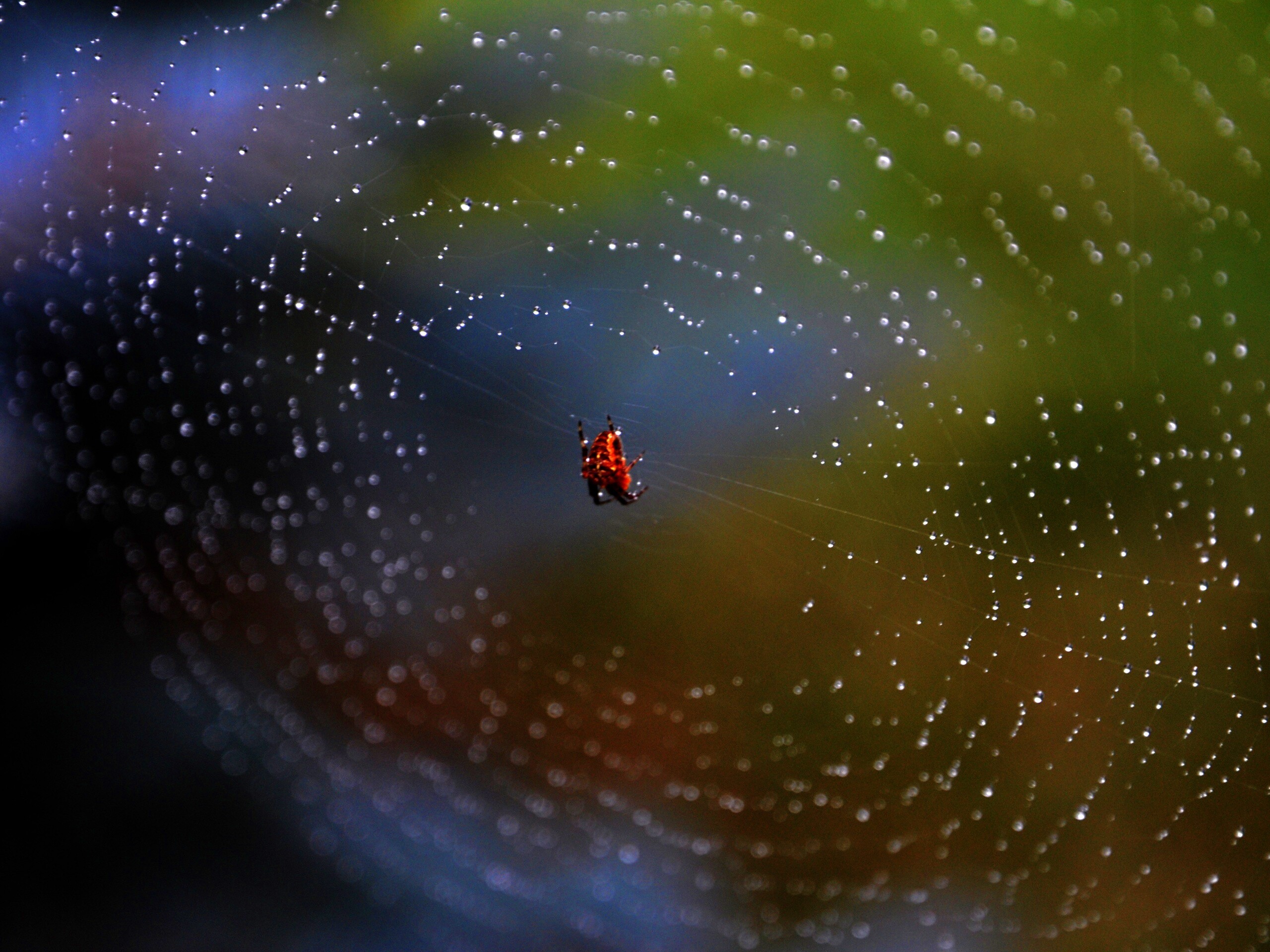 Паук на паутине обои