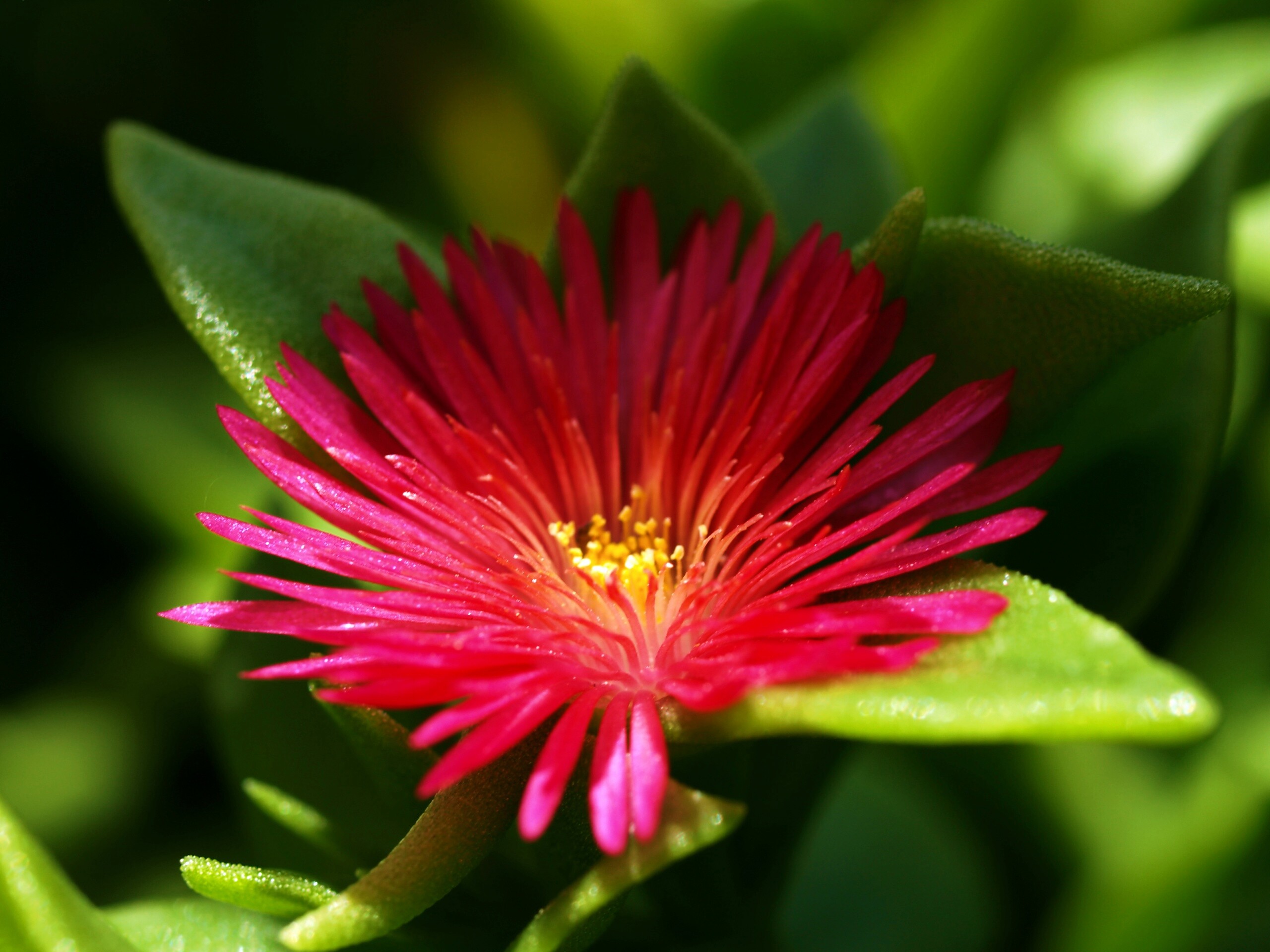 Чудесный цветок обои