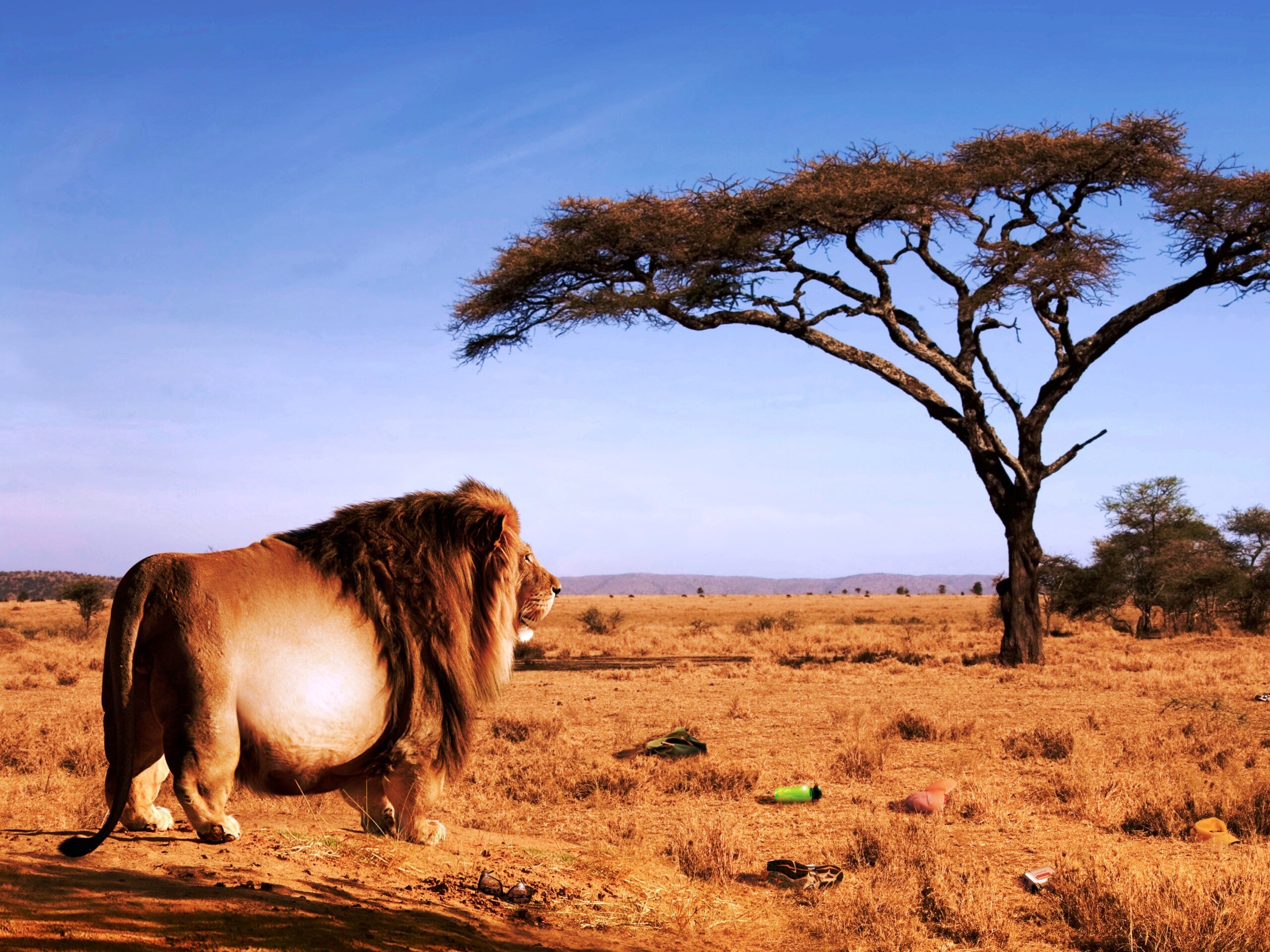 Толстый лев обои