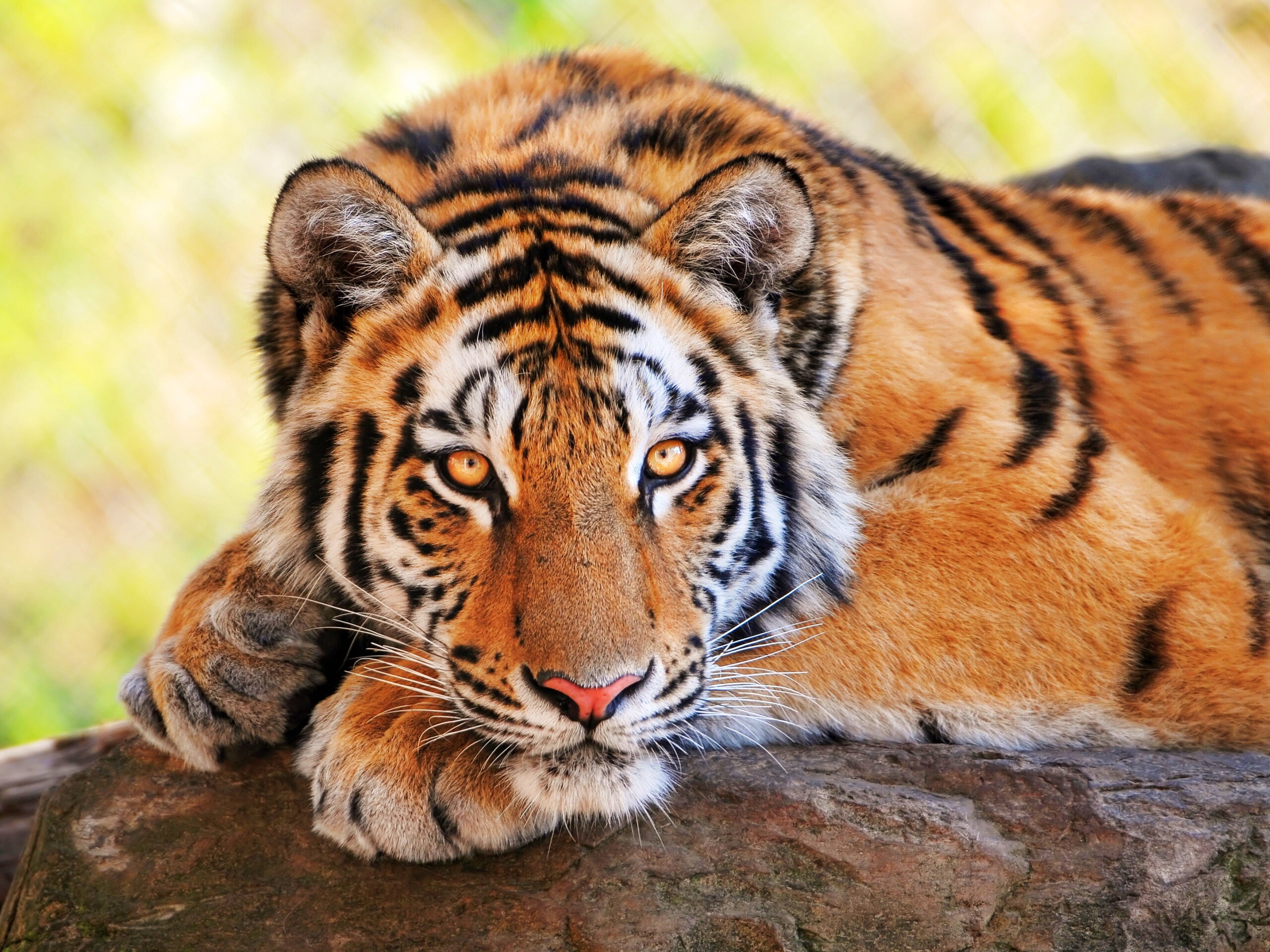 Большая полосатая кошка обои