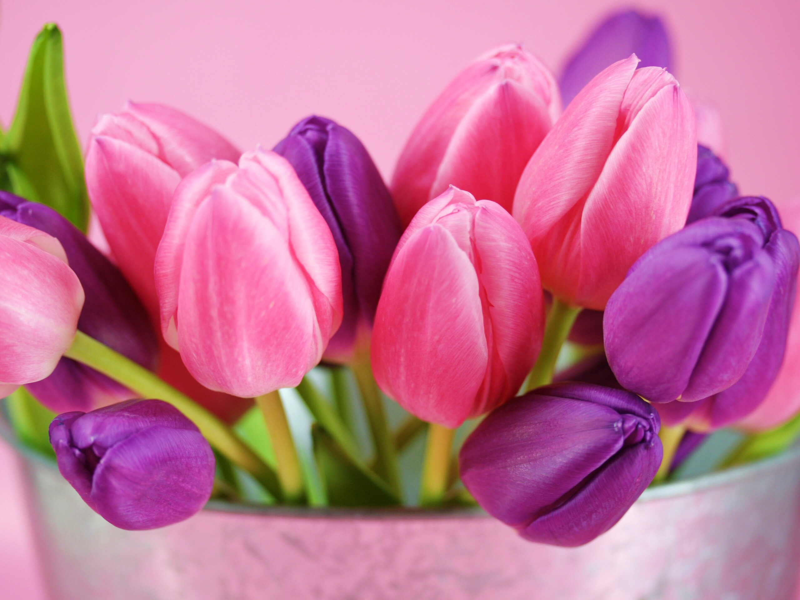 Розовые и фиолетовые тюльпаны обои