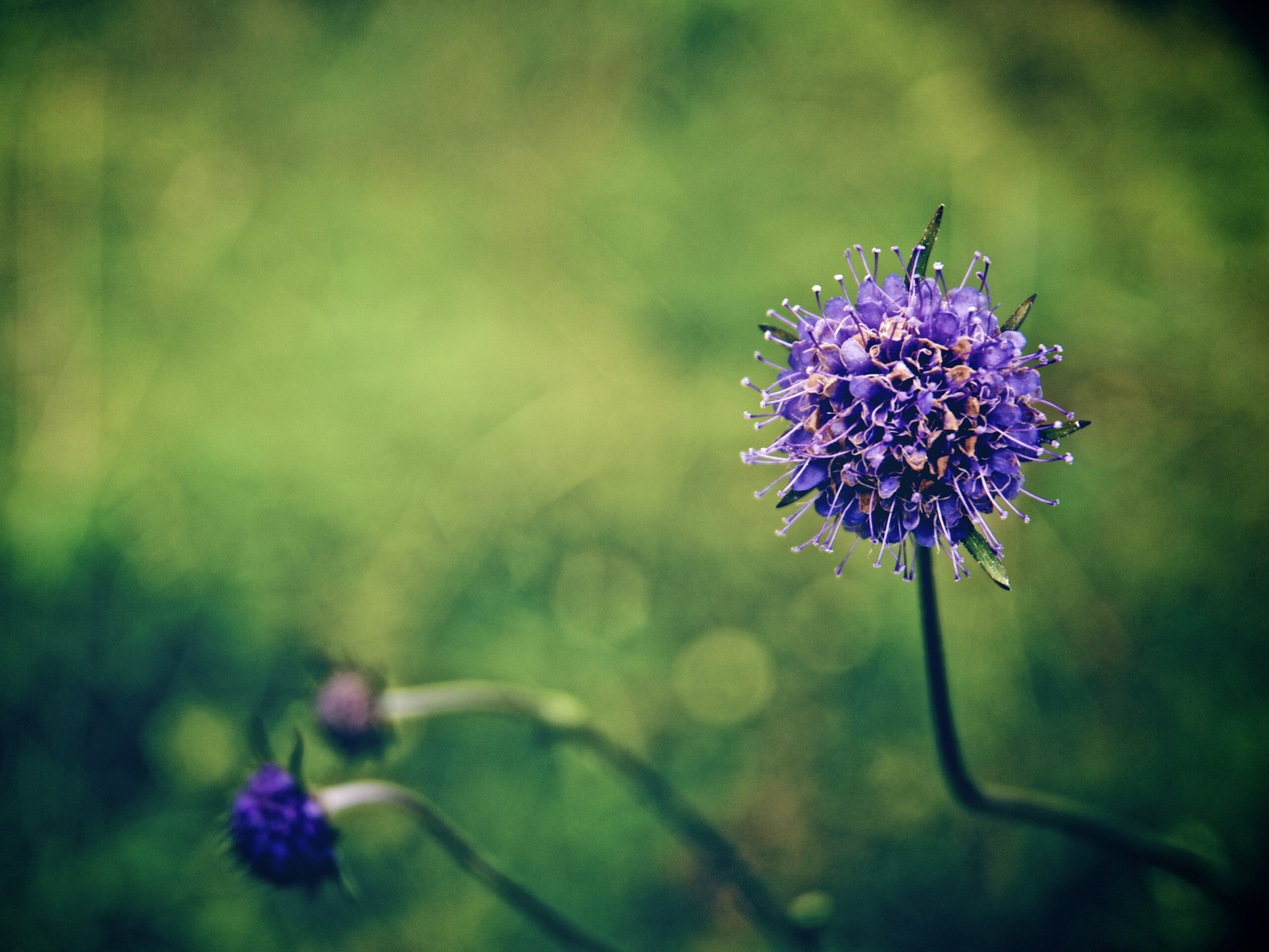 Цветок в макро обои
