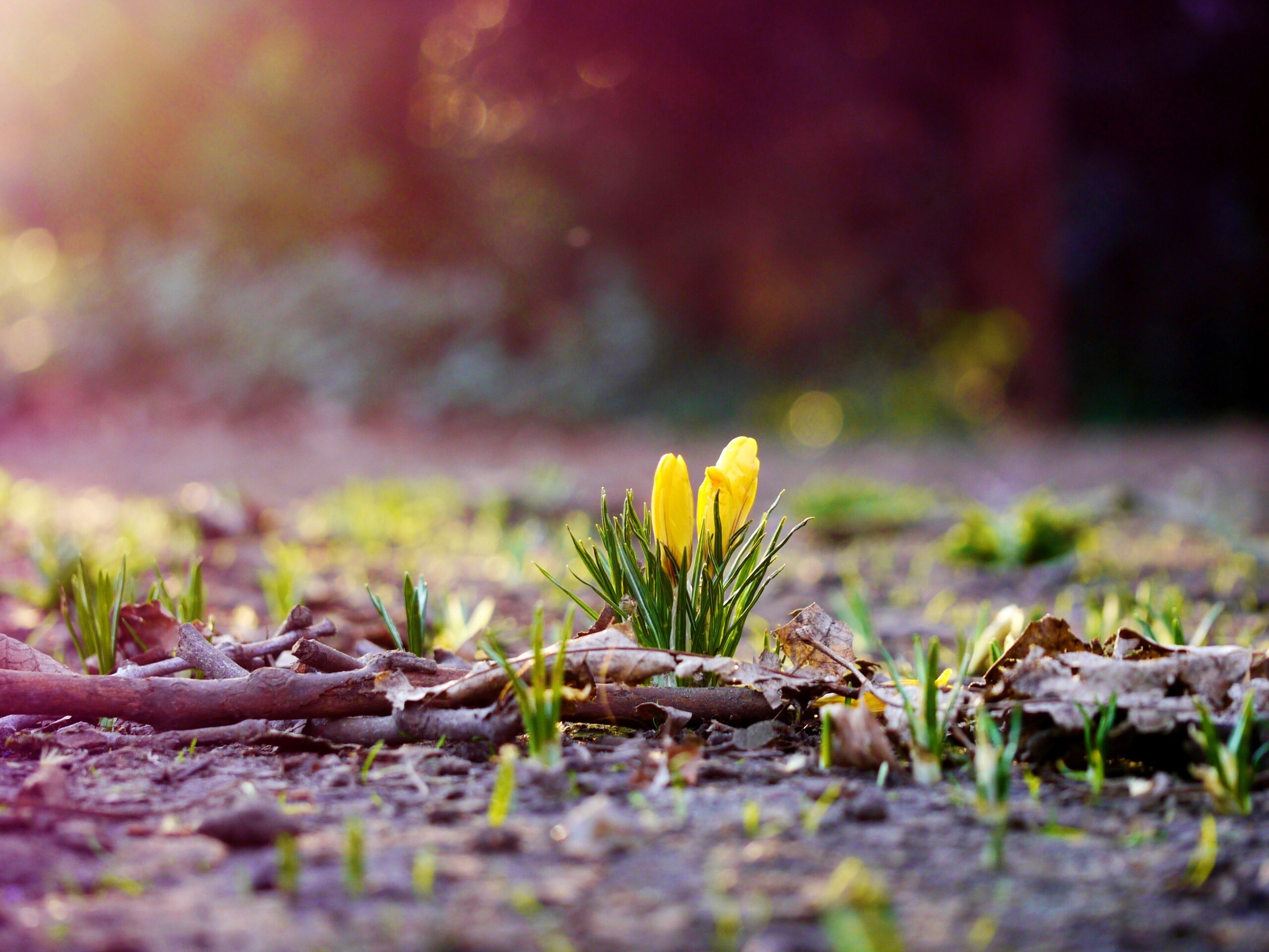 Весенняя трава и цветы обои
