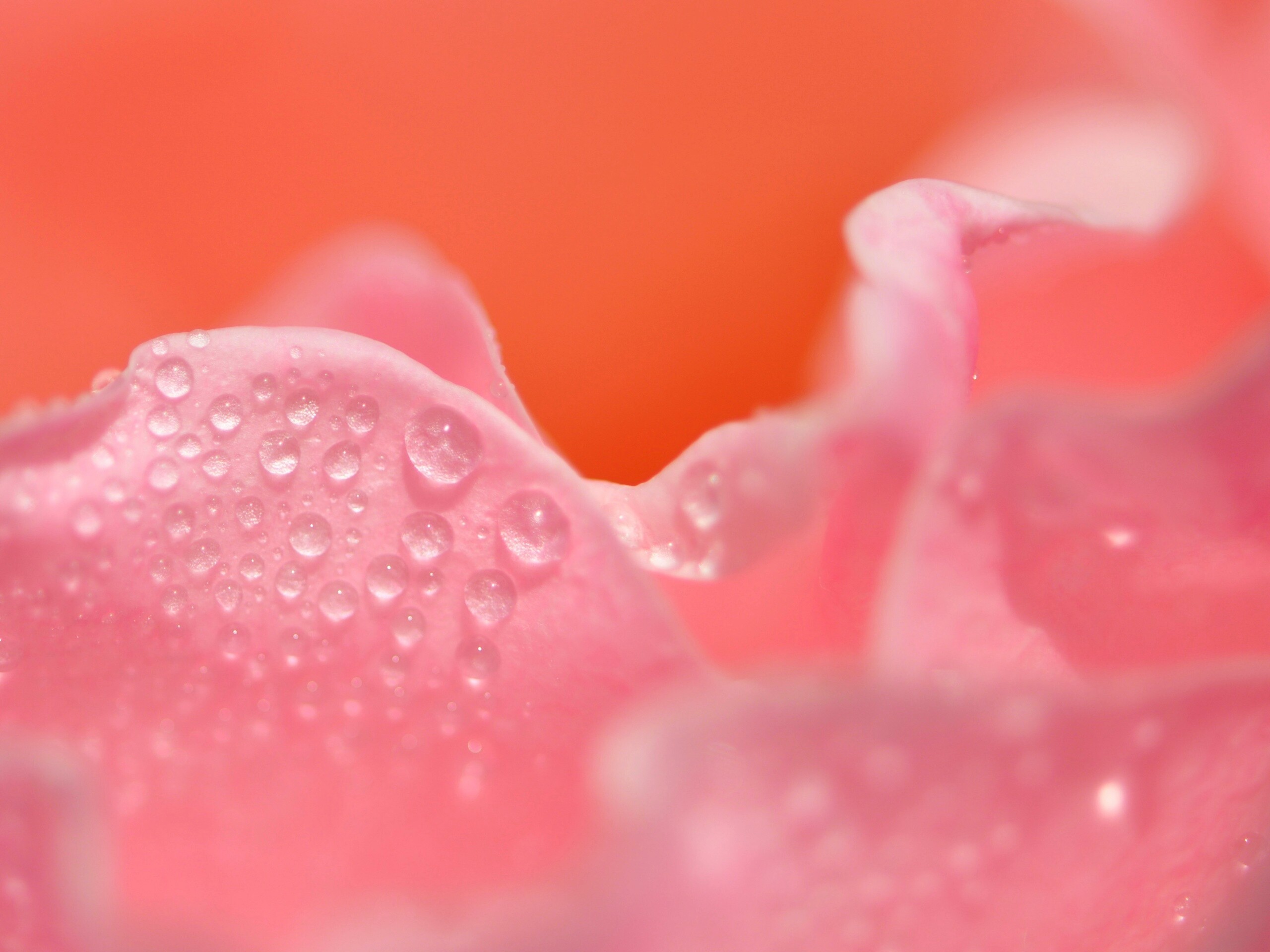 Нежность лепестков обои