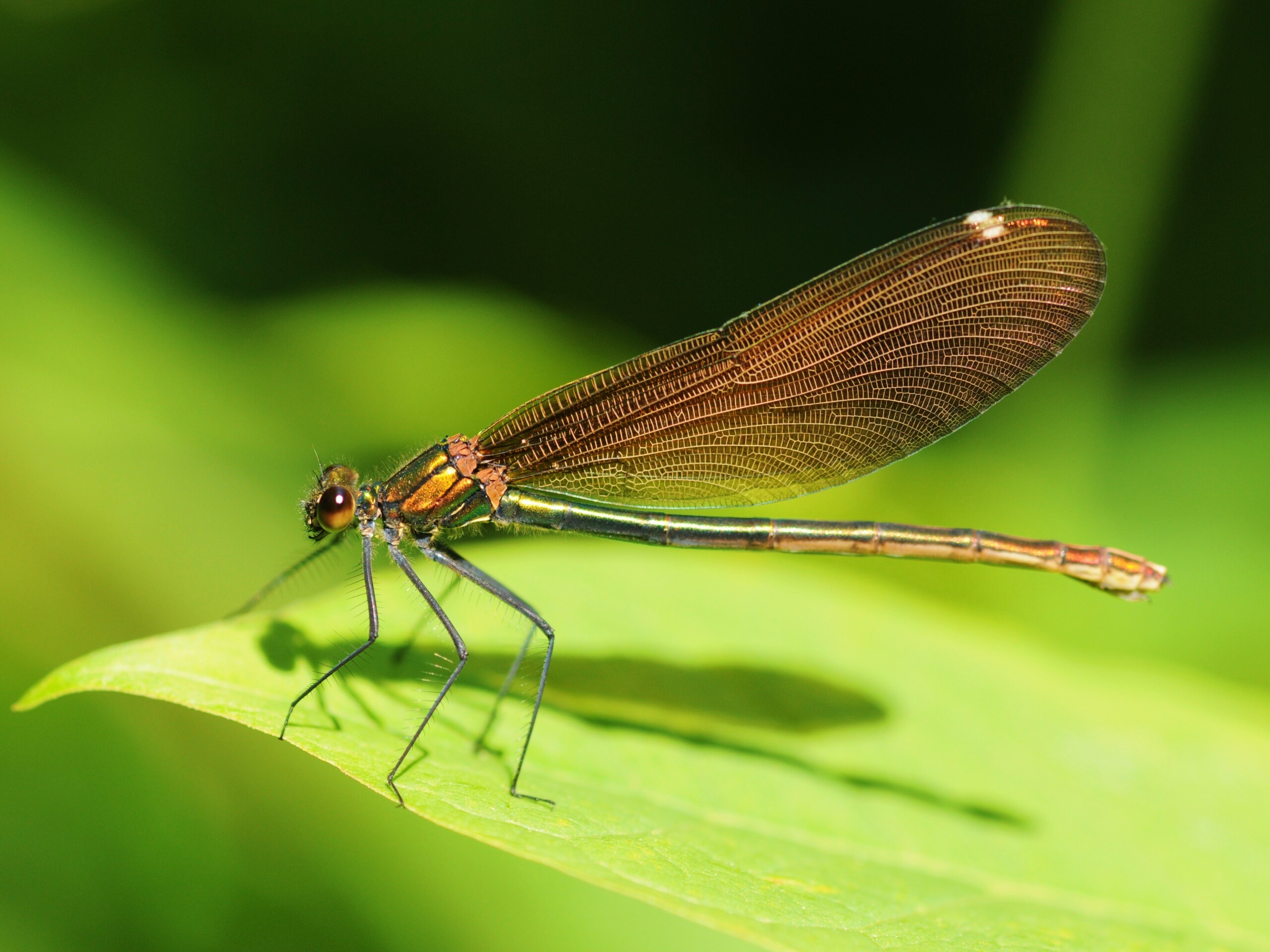 Стрекоза на листе обои