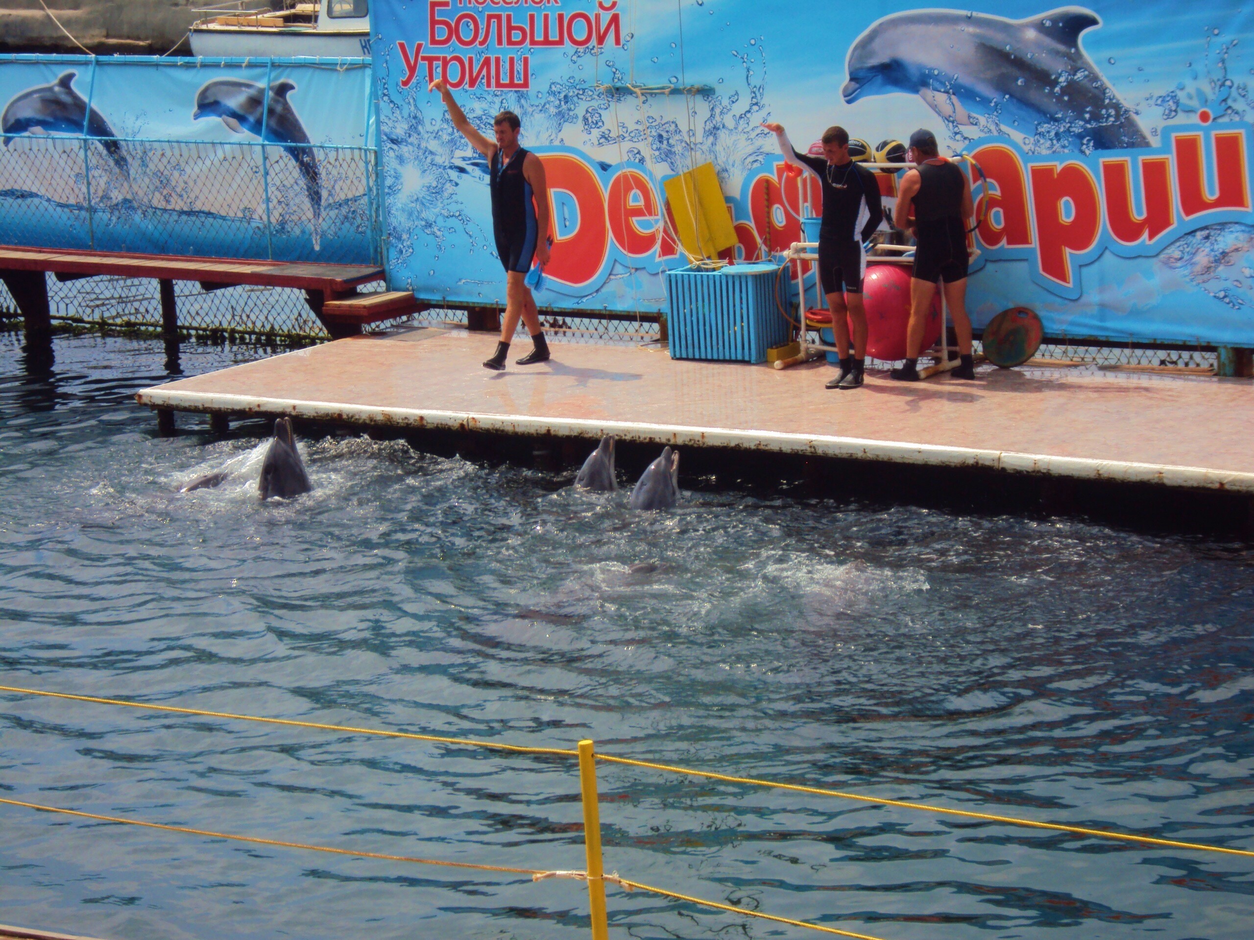 Утро в дельфинарии обои
