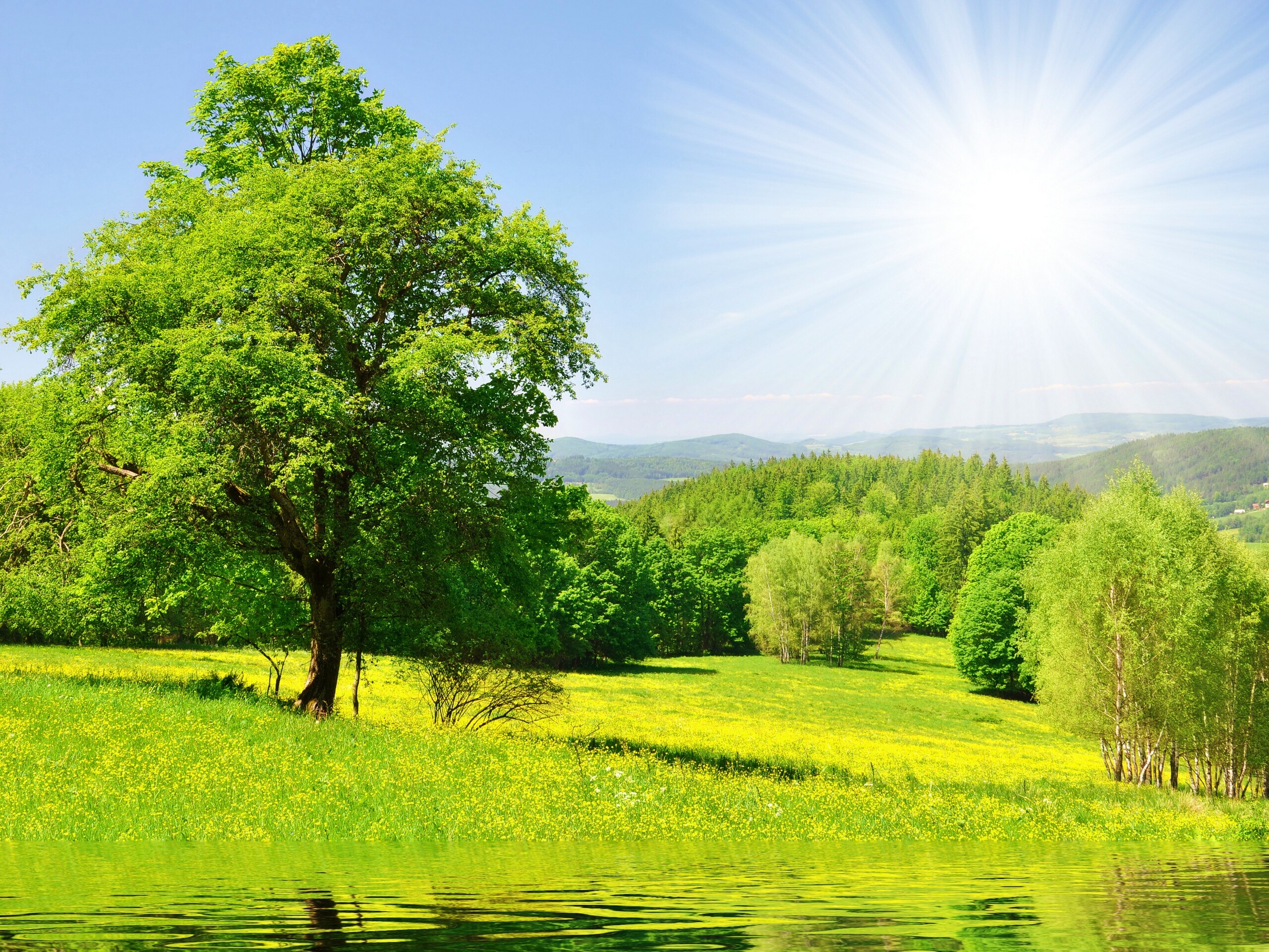 Дерево у воды обои