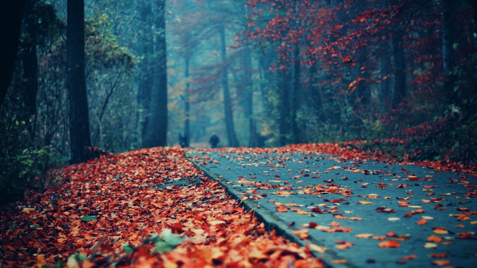 Осенняя дорога обои