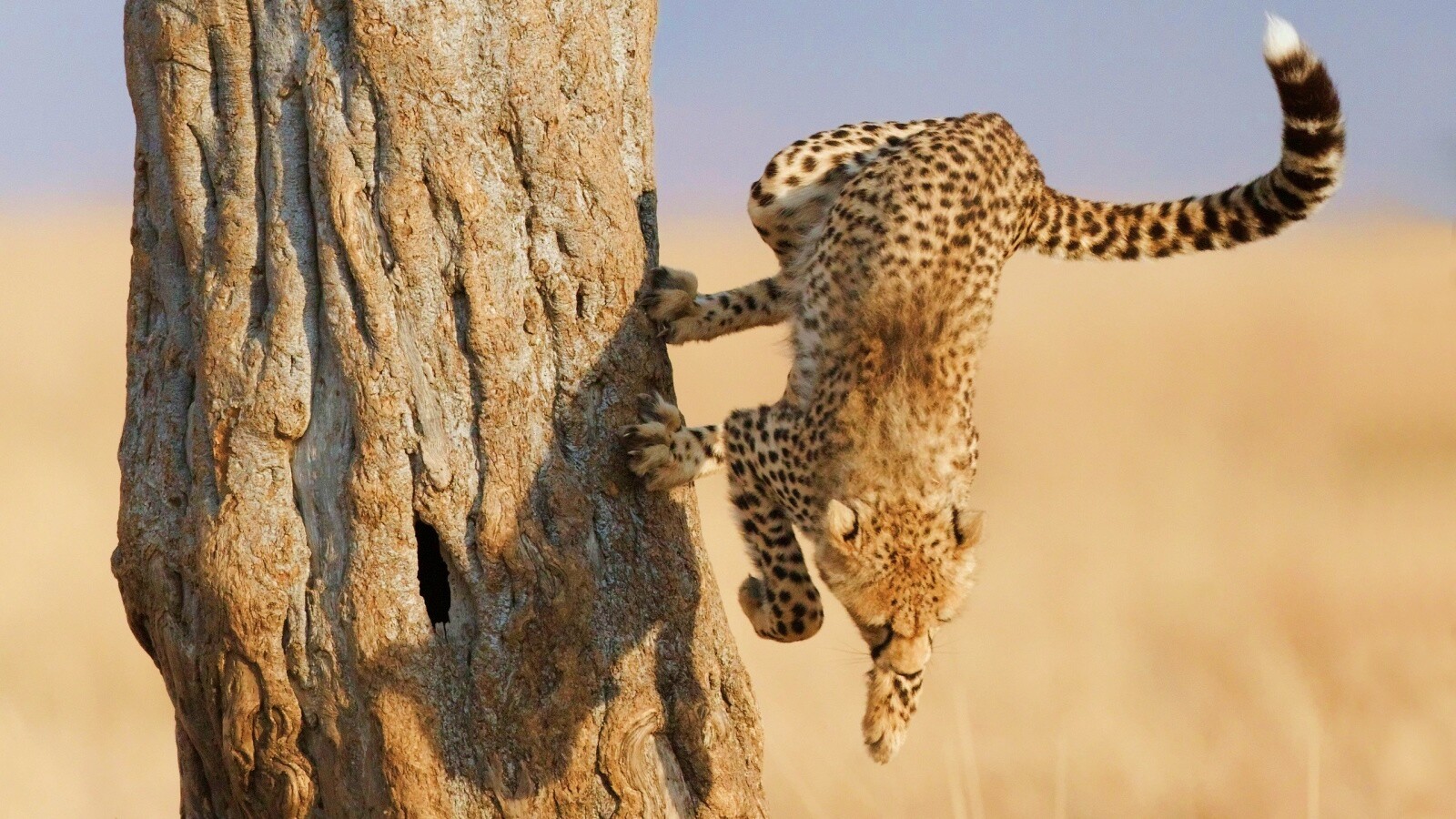 Скалолаз обои