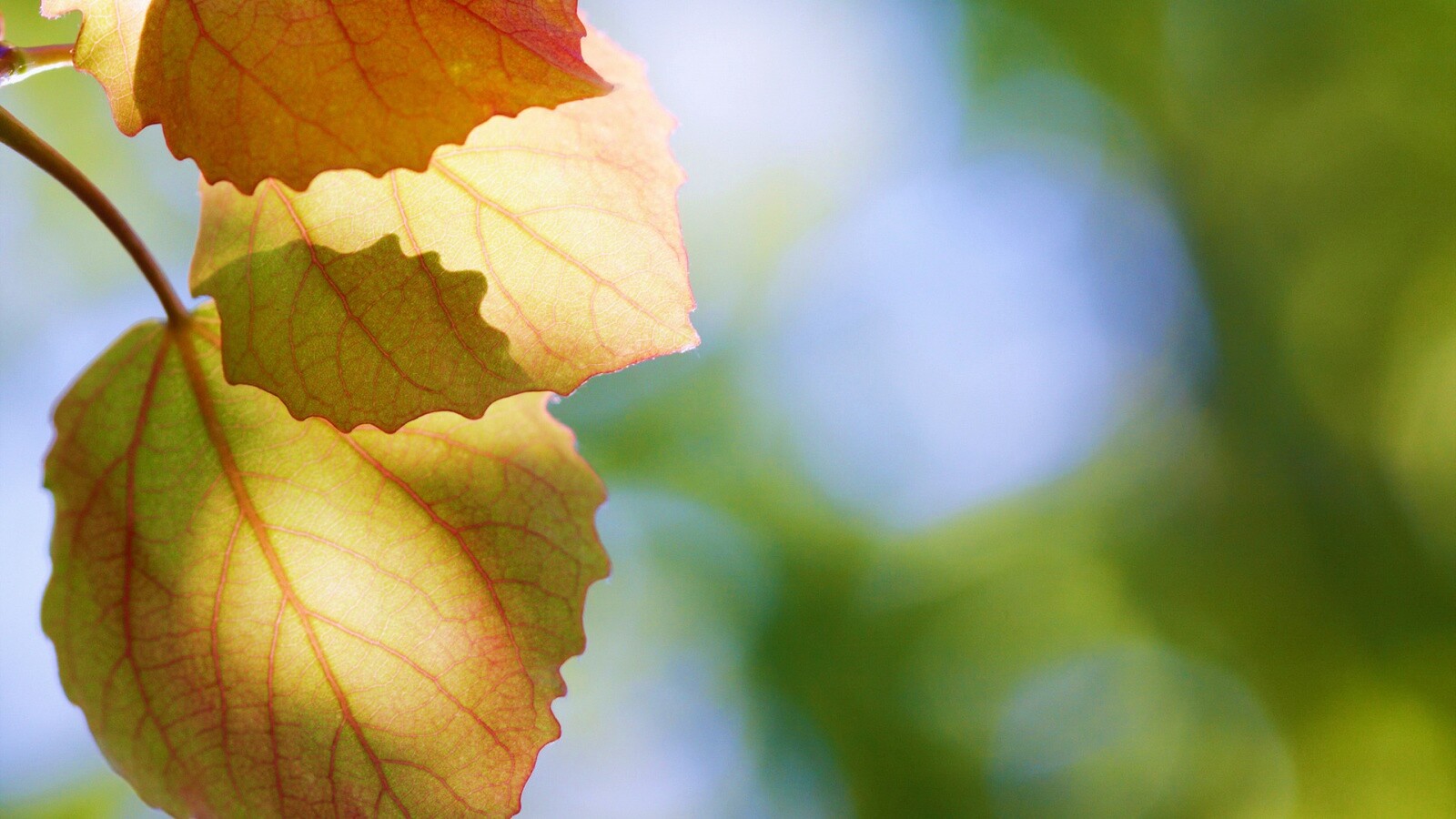 Макро фото осенней листвы обои