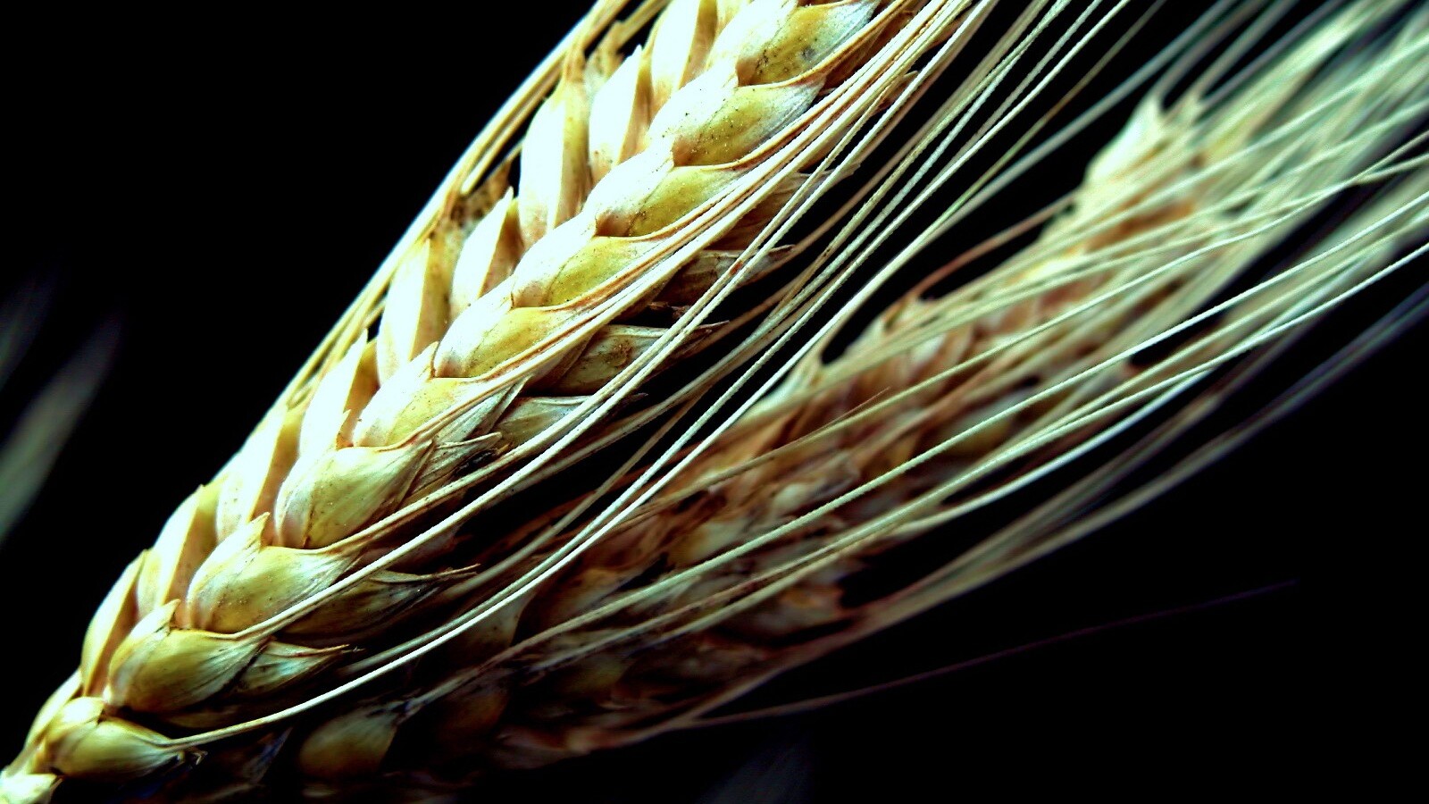 Пшеничный колос обои