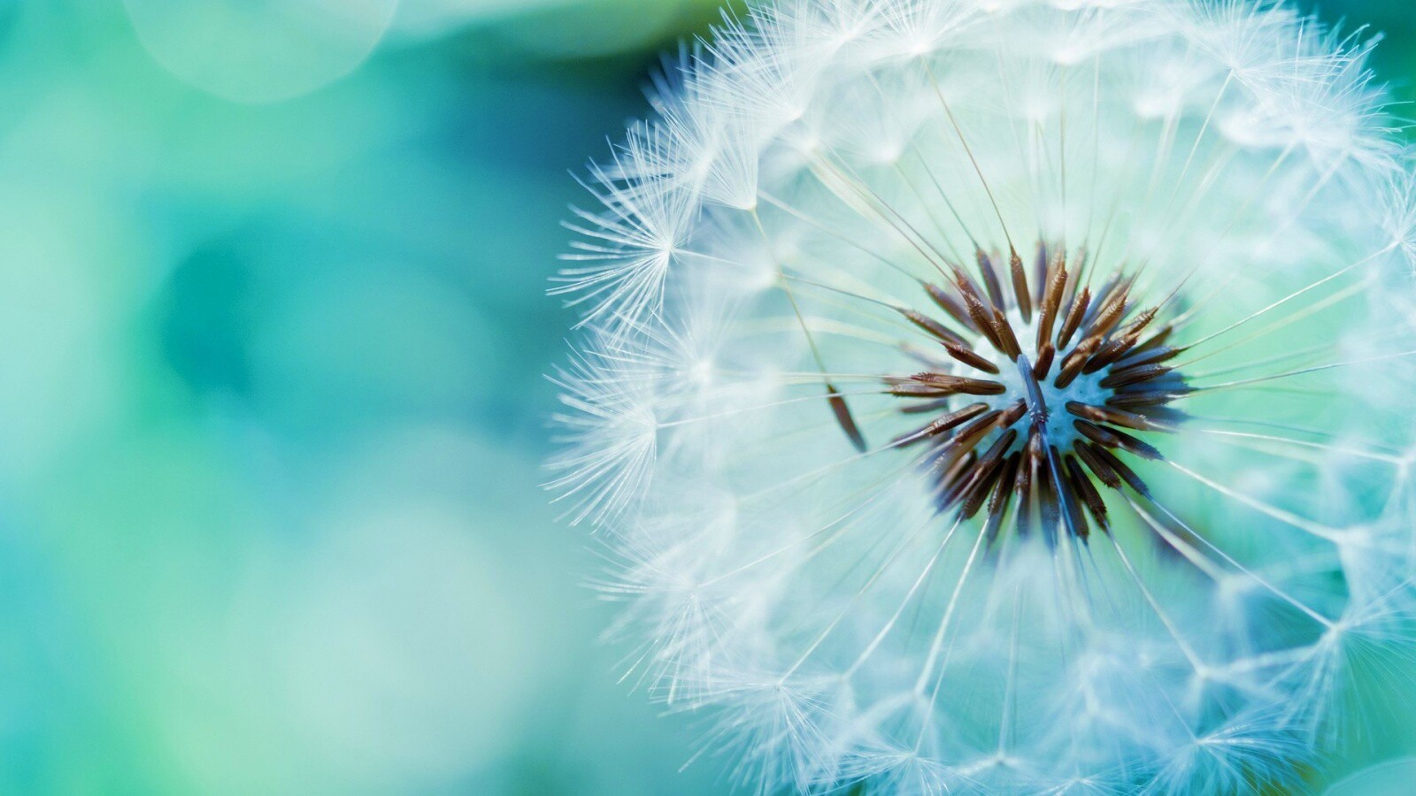Макро фото одуванчика обои