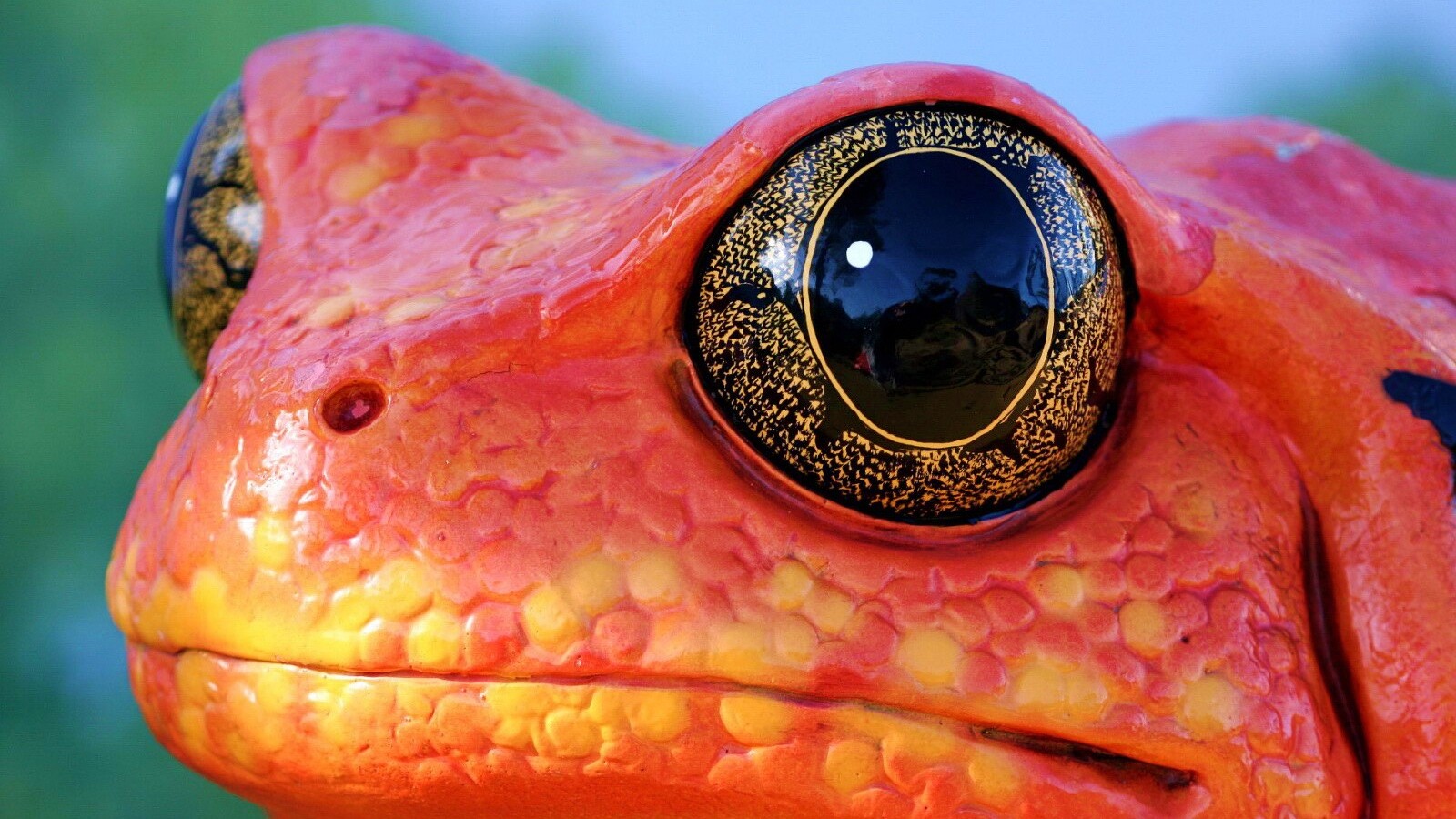 Красная лягушка обои