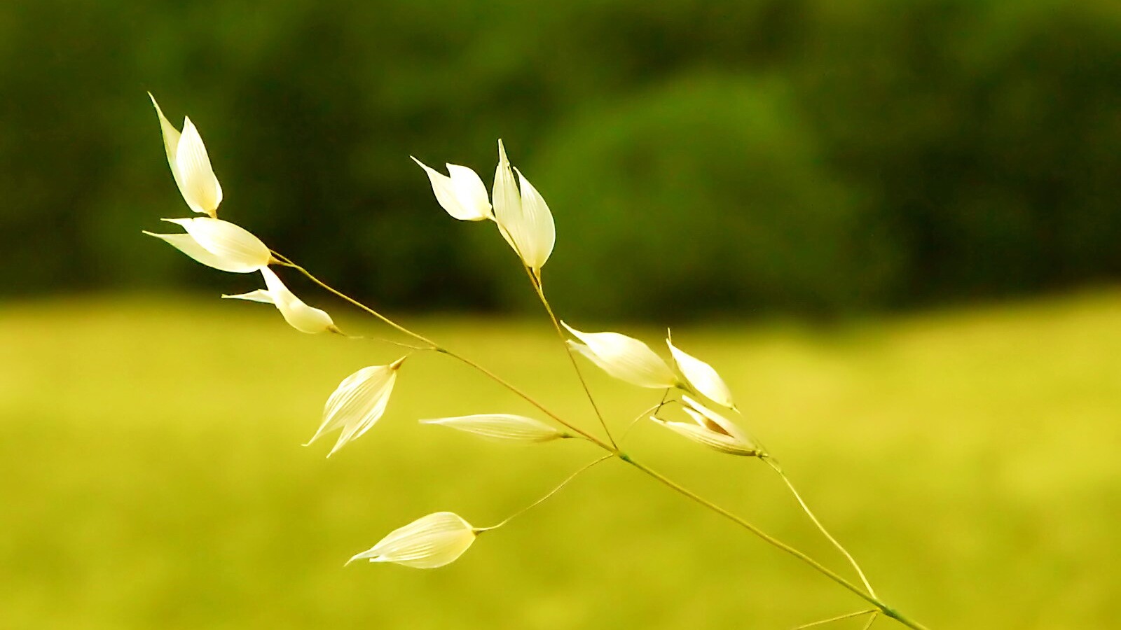 Белые полевые цветочки обои