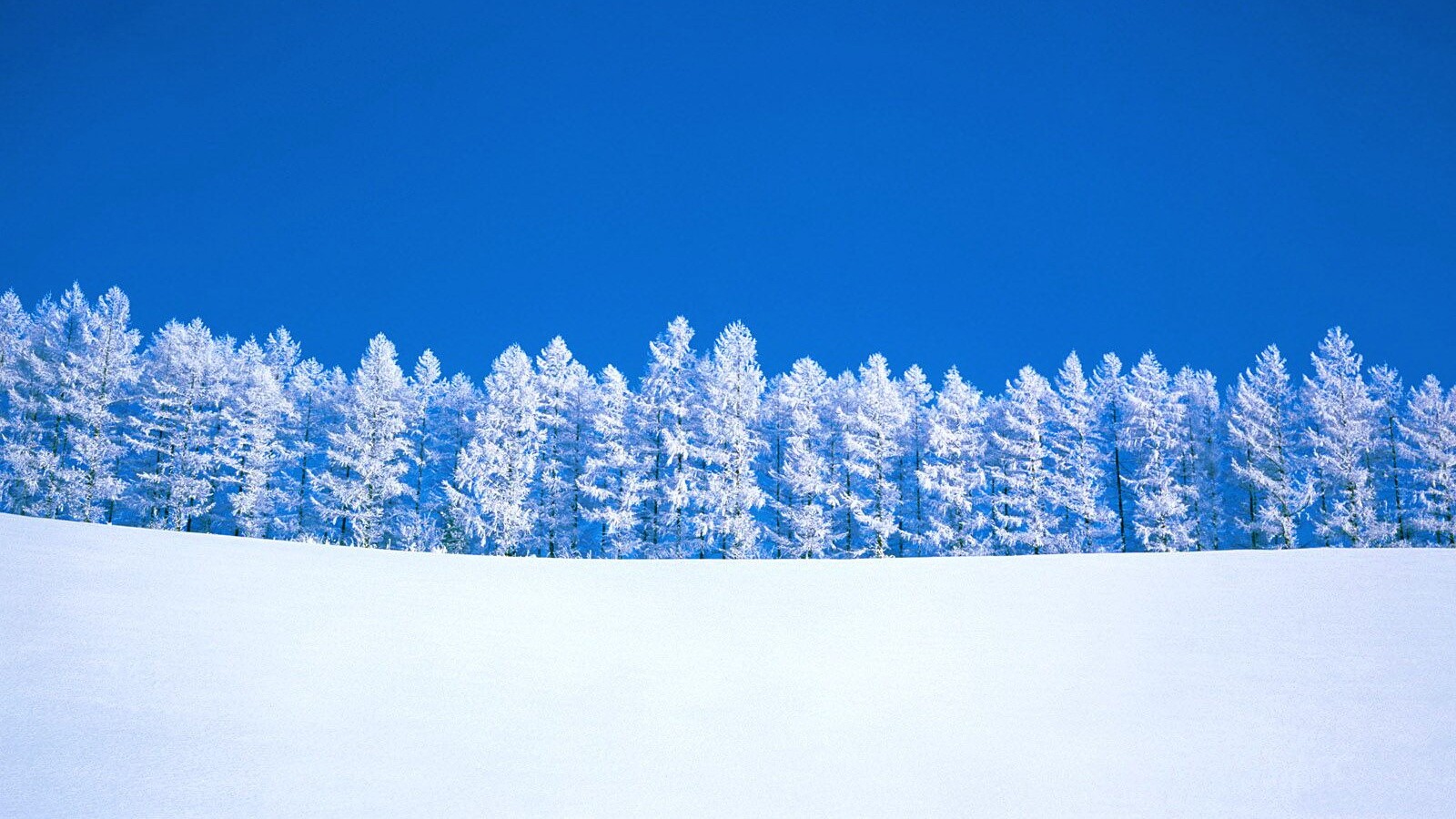 Заснеженный лес обои