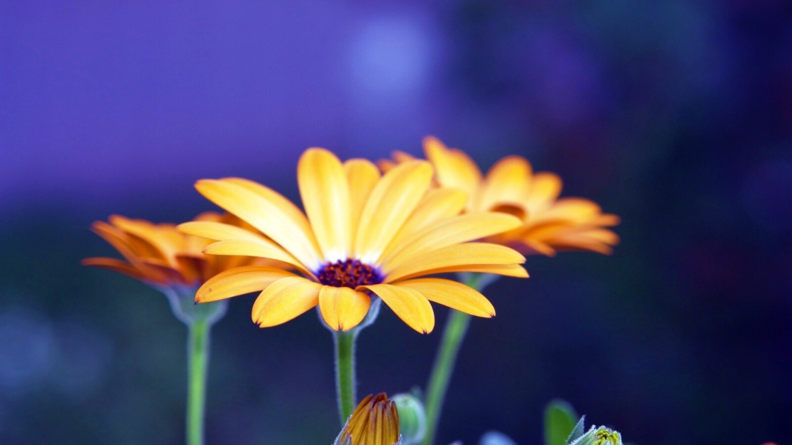 Три желтых цветка обои