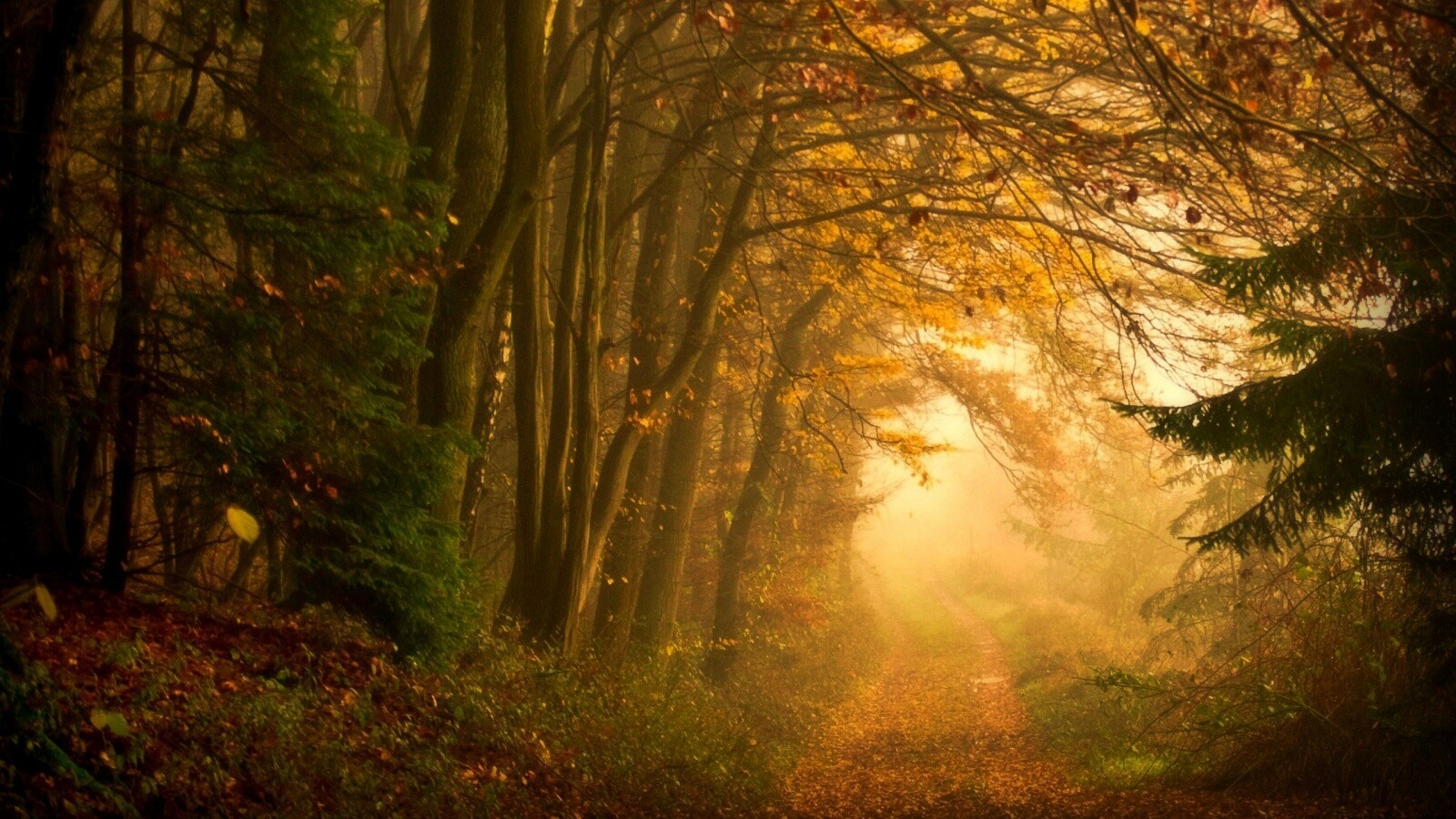 Дорожка заваленная листьями обои