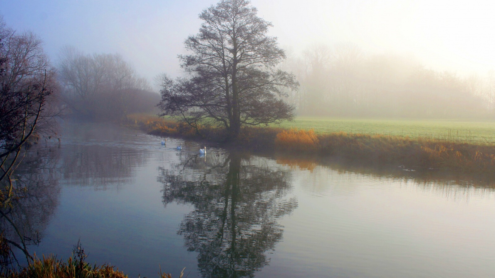 Дерево в тумане обои