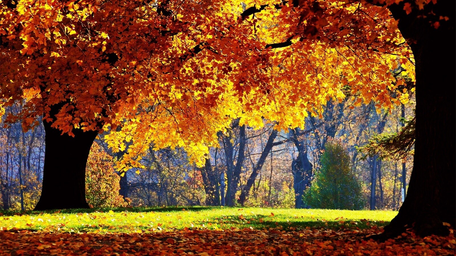 Размашистое осеннее дерево обои