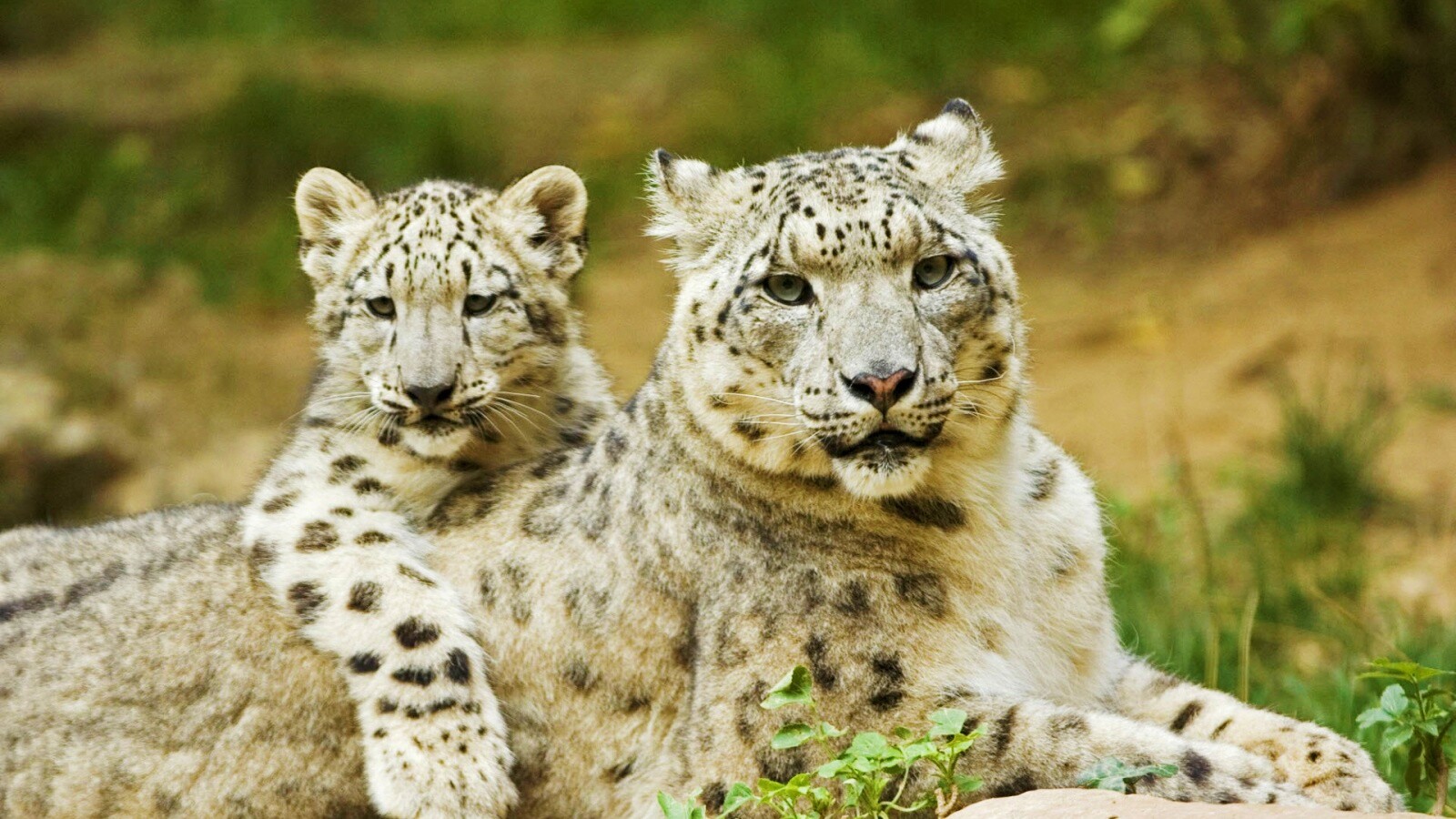 Самка снежного барса с котенком обои