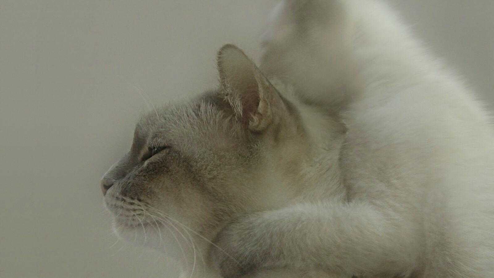 Котёнок обнимает маму обои