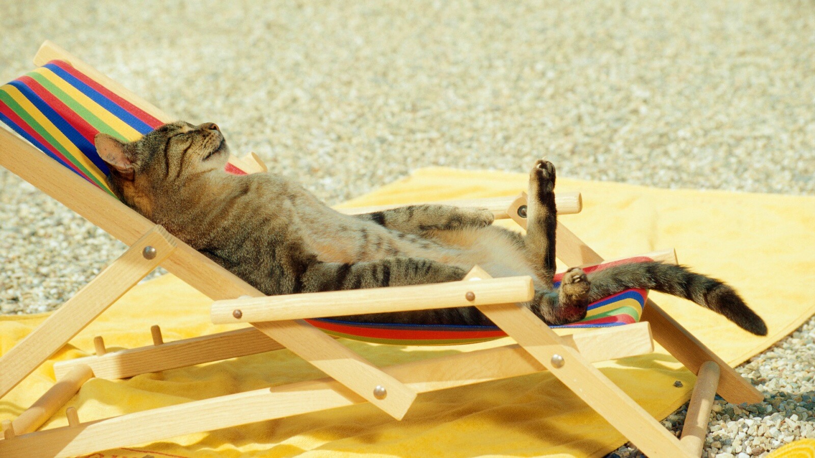 Кот в отпуске обои