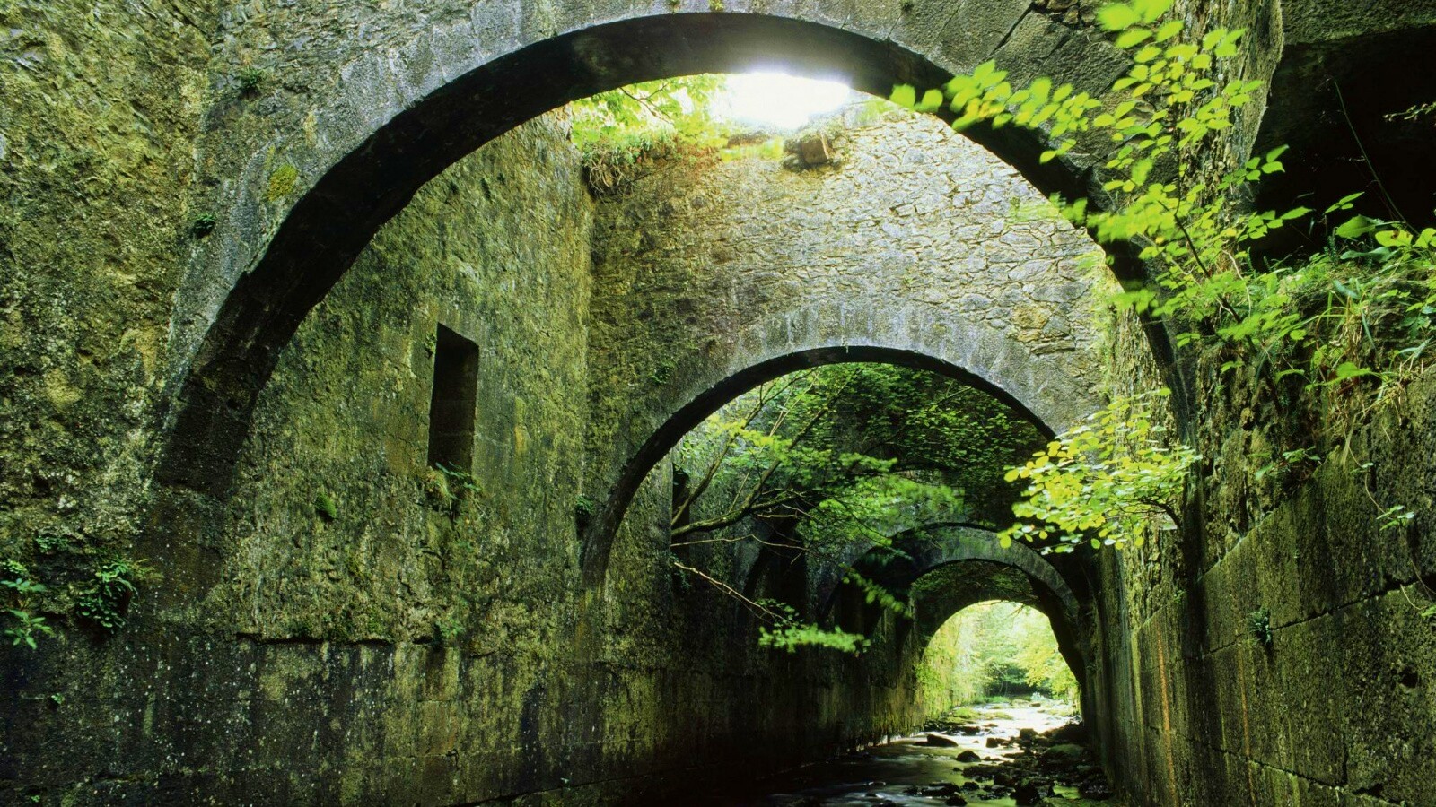 Заросшие стены обои